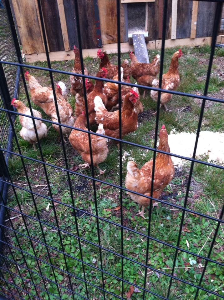 13 Golden Comets, bought as laying hens last weekend