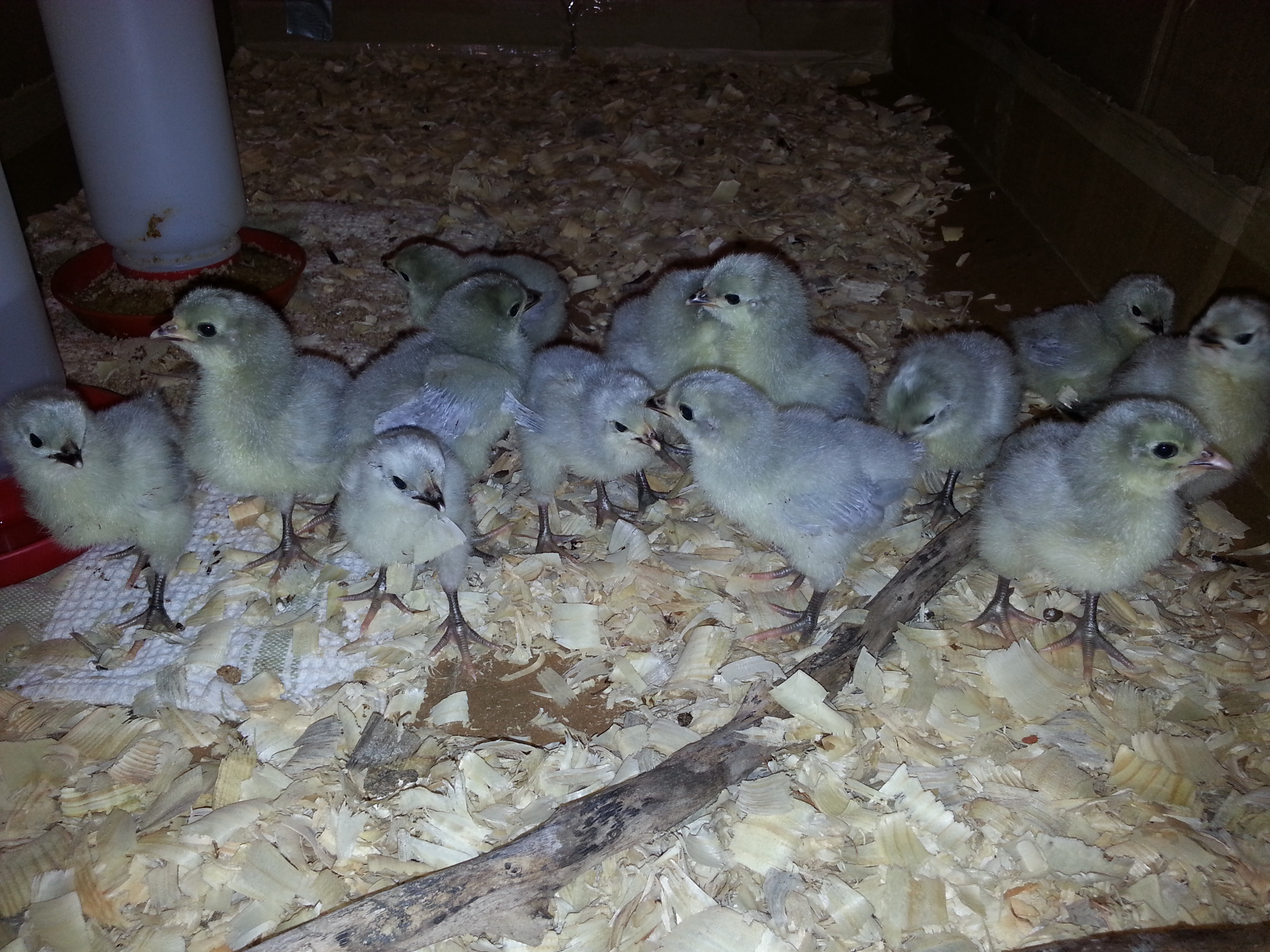 13 Lavender Orpingtons 6 days old now. I got them 1 day old and after a couple days on starter feed they are now eating fermented  feed with a little dry crumbles sprinkled on top....they seem to be thriving and growing so fast.