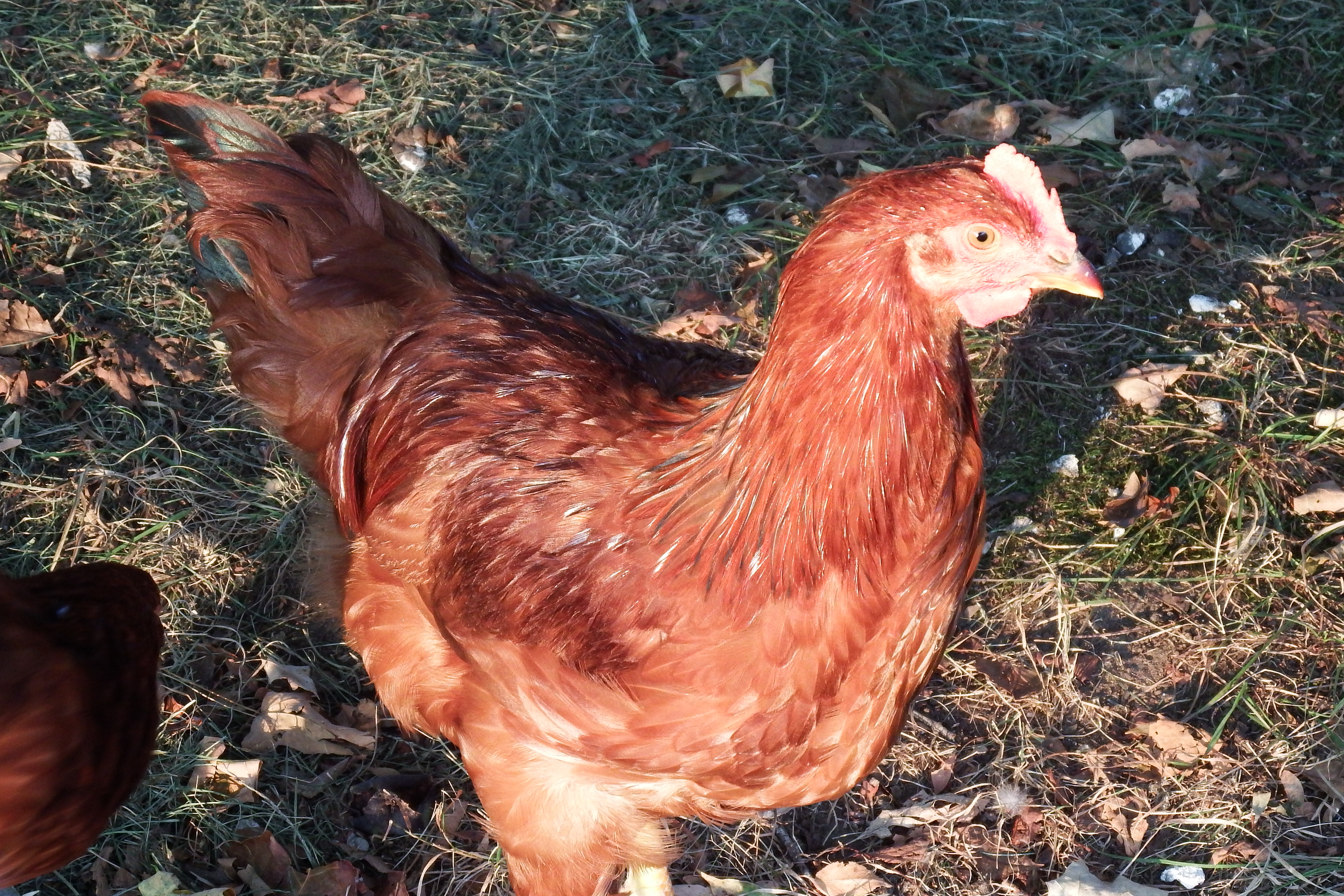 13 weeks Rooster starting to crow