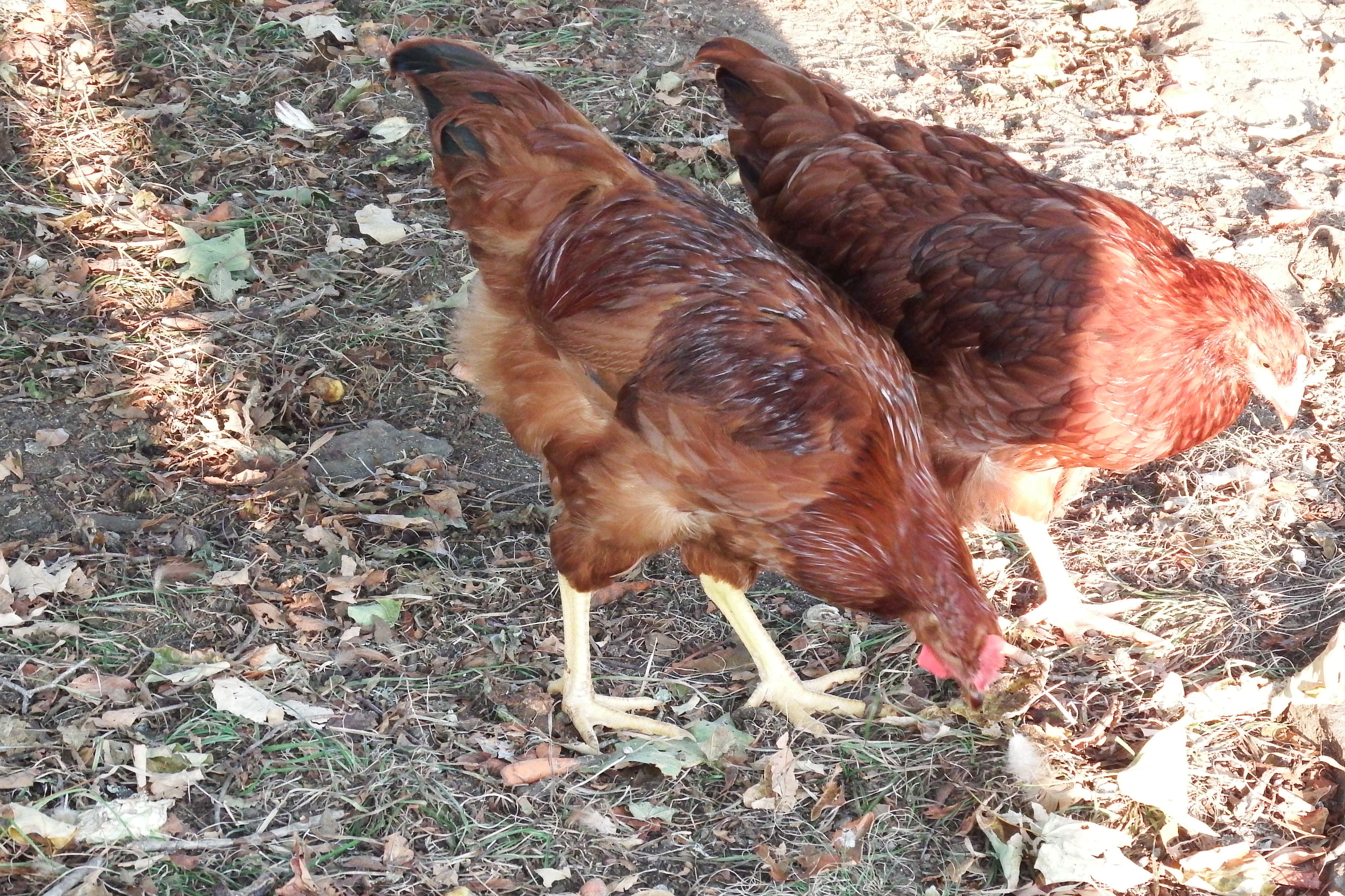 13 weeks with his favorite hen, lets see if it stays that way as they mature?