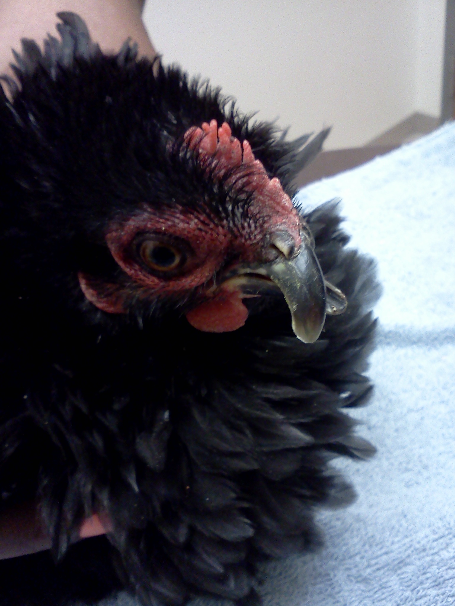 135 days old.  
after beak trim at vet.