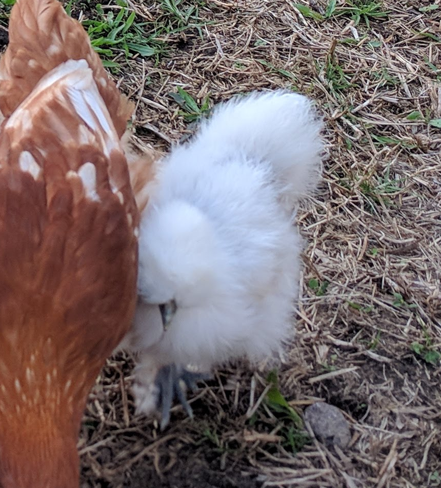 BackYard Chickens Learn How to Raise Chickens