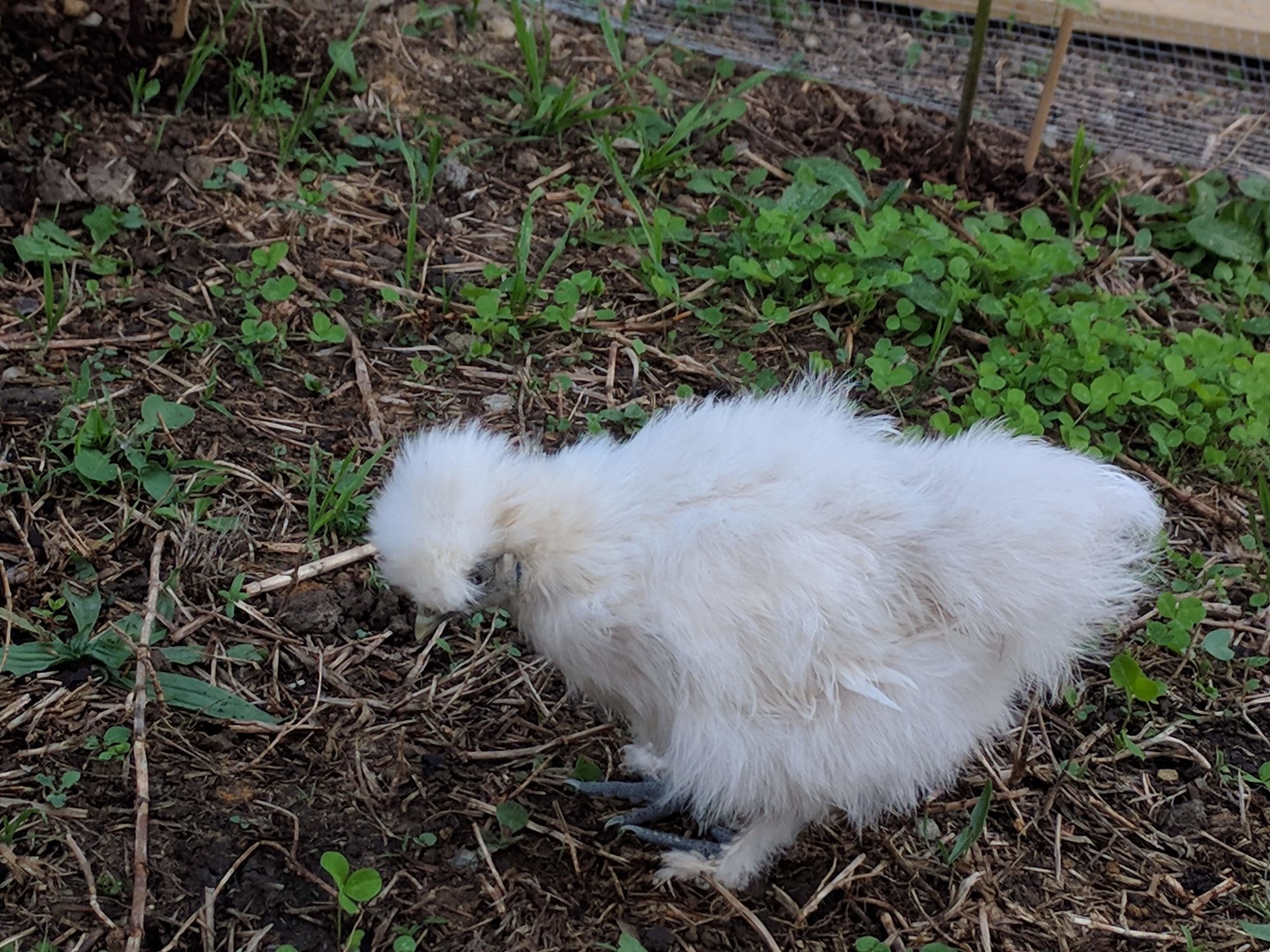 13_12_Foof_Profile