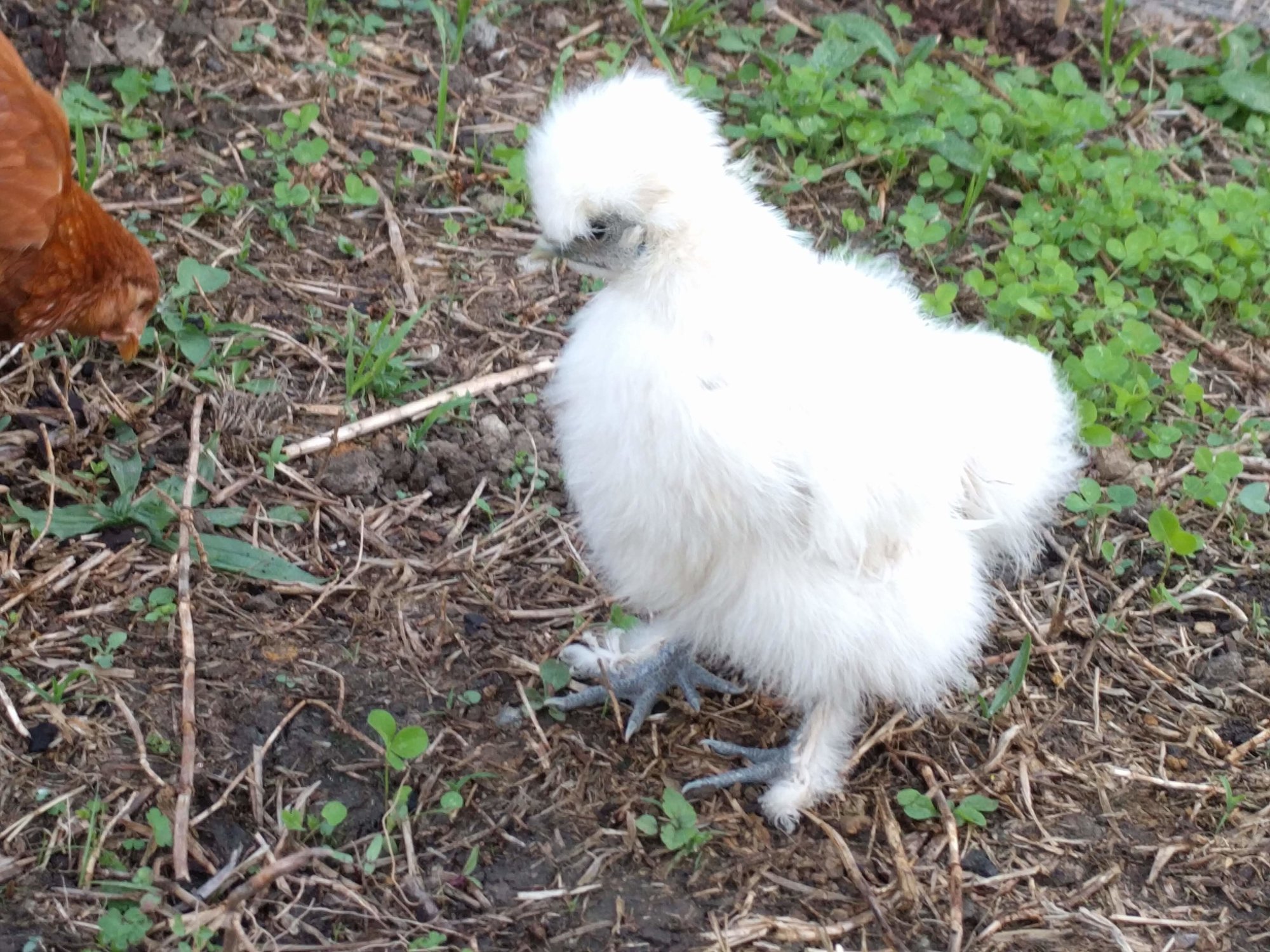 13_12_Foof_Profile2