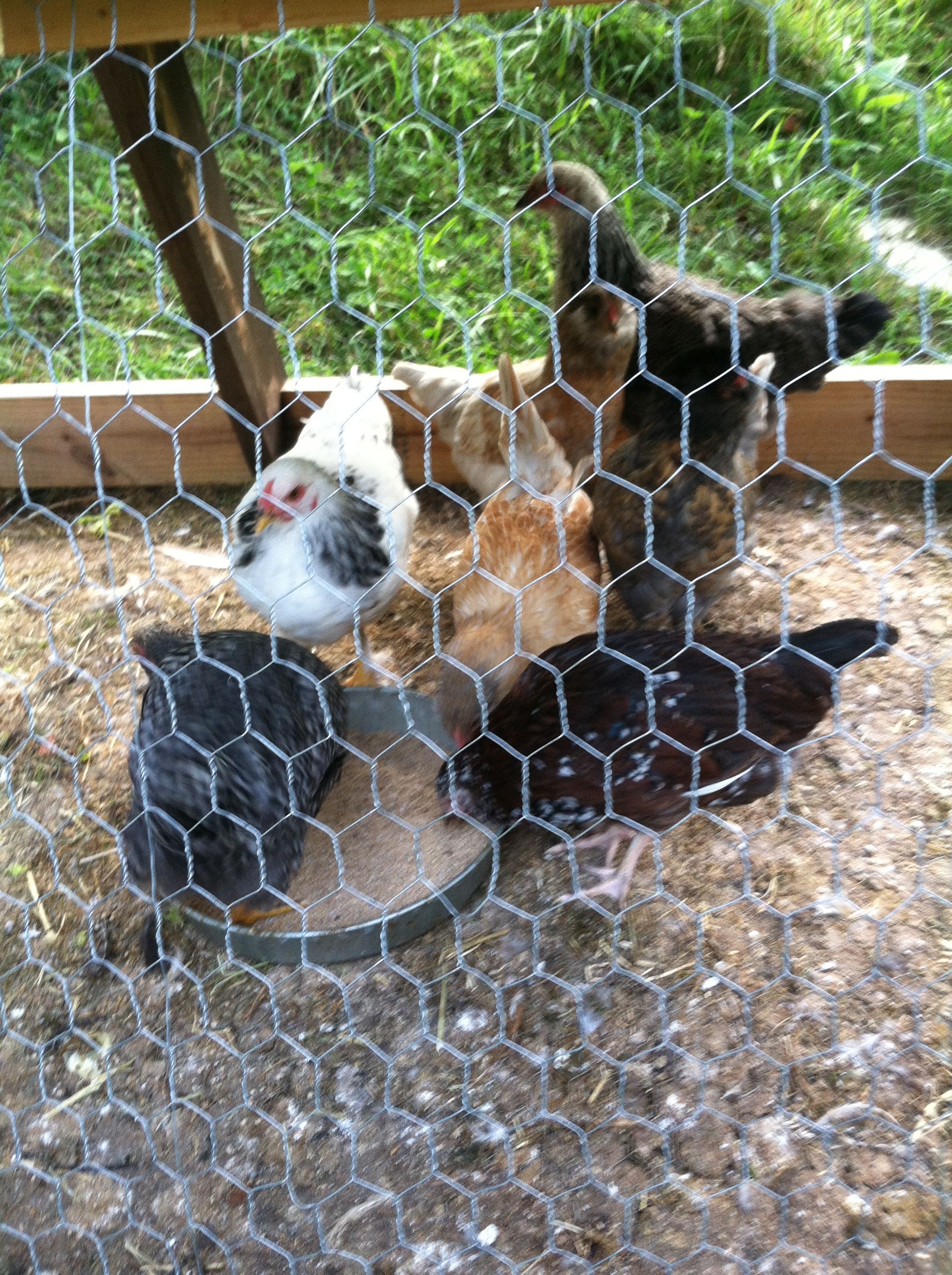 14-15 weeks old-Brahmas- Fluffy feet and Fancy, Speckled Sussex-Sexy; Ameraucona-Bunny and Barred Rock- Barbie