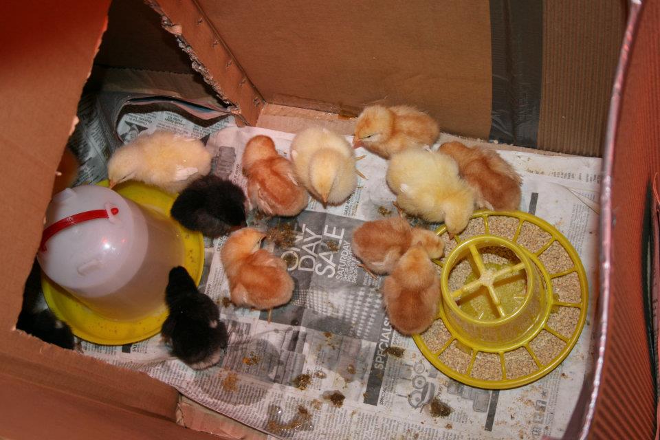 14 chicks. This was temporary, they have more room now.