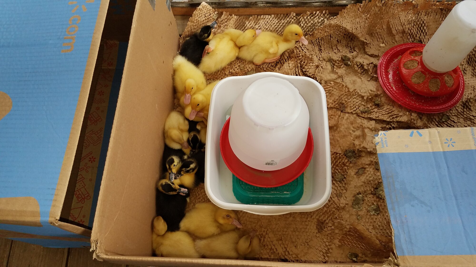 14 Ducklings in a box outside