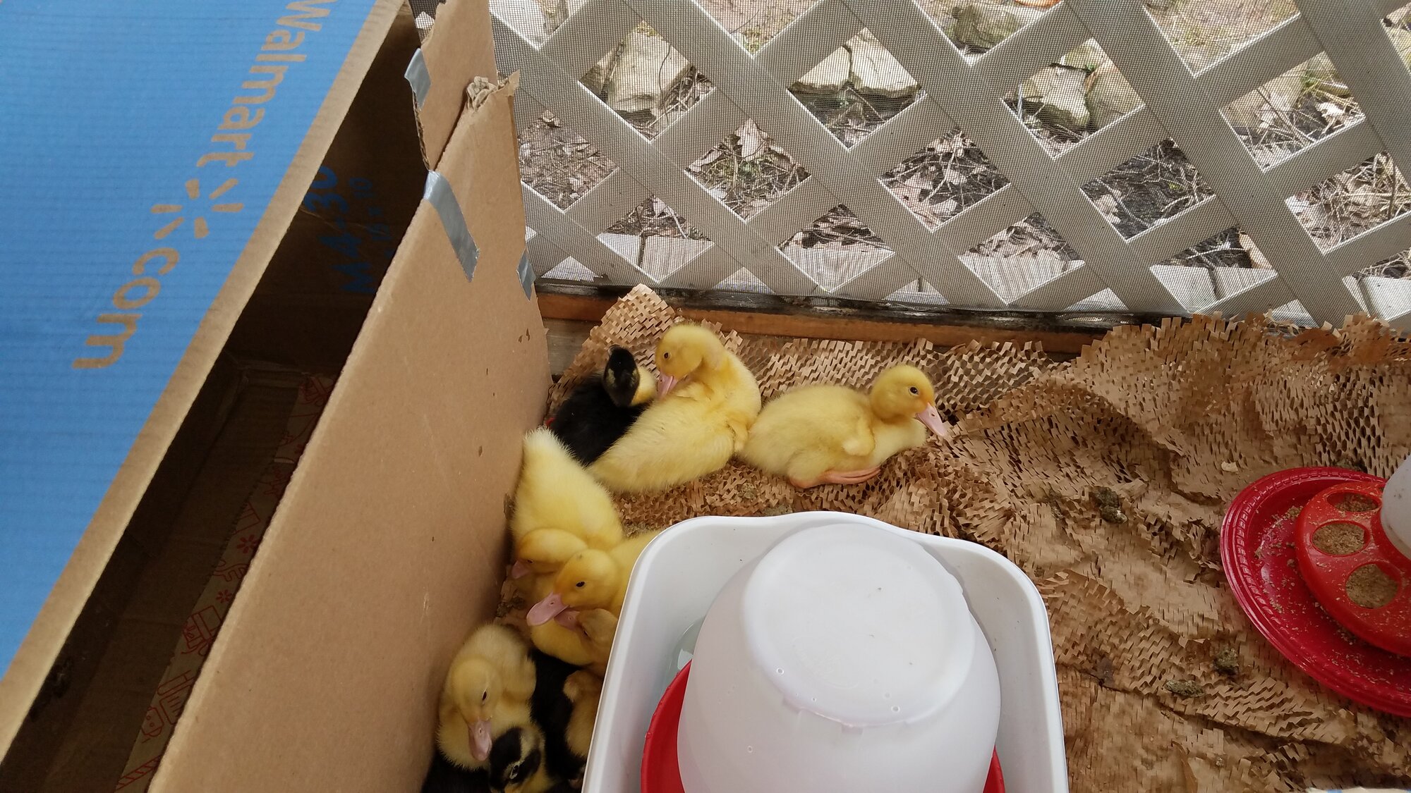 14 Ducklings in a box outside
