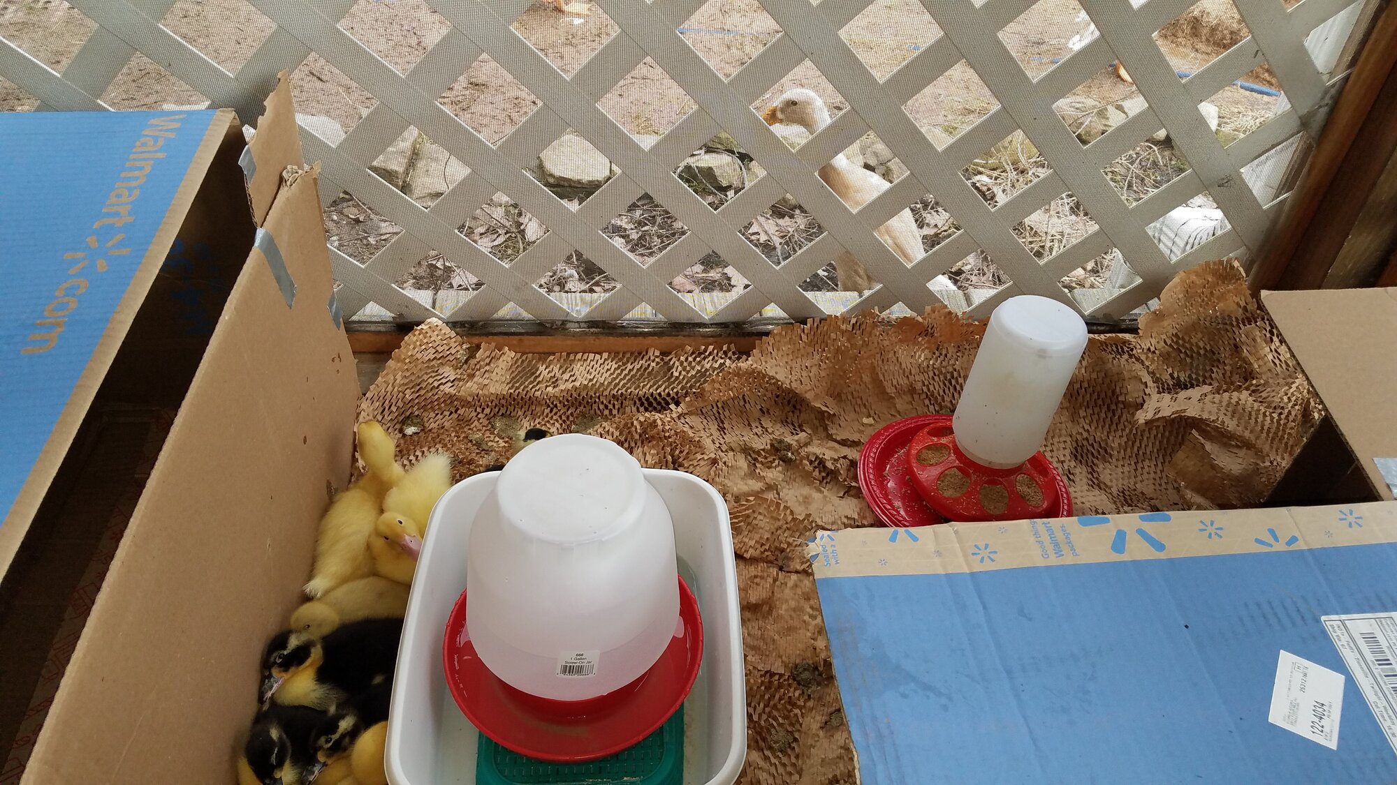 14 Ducklings in a box outside