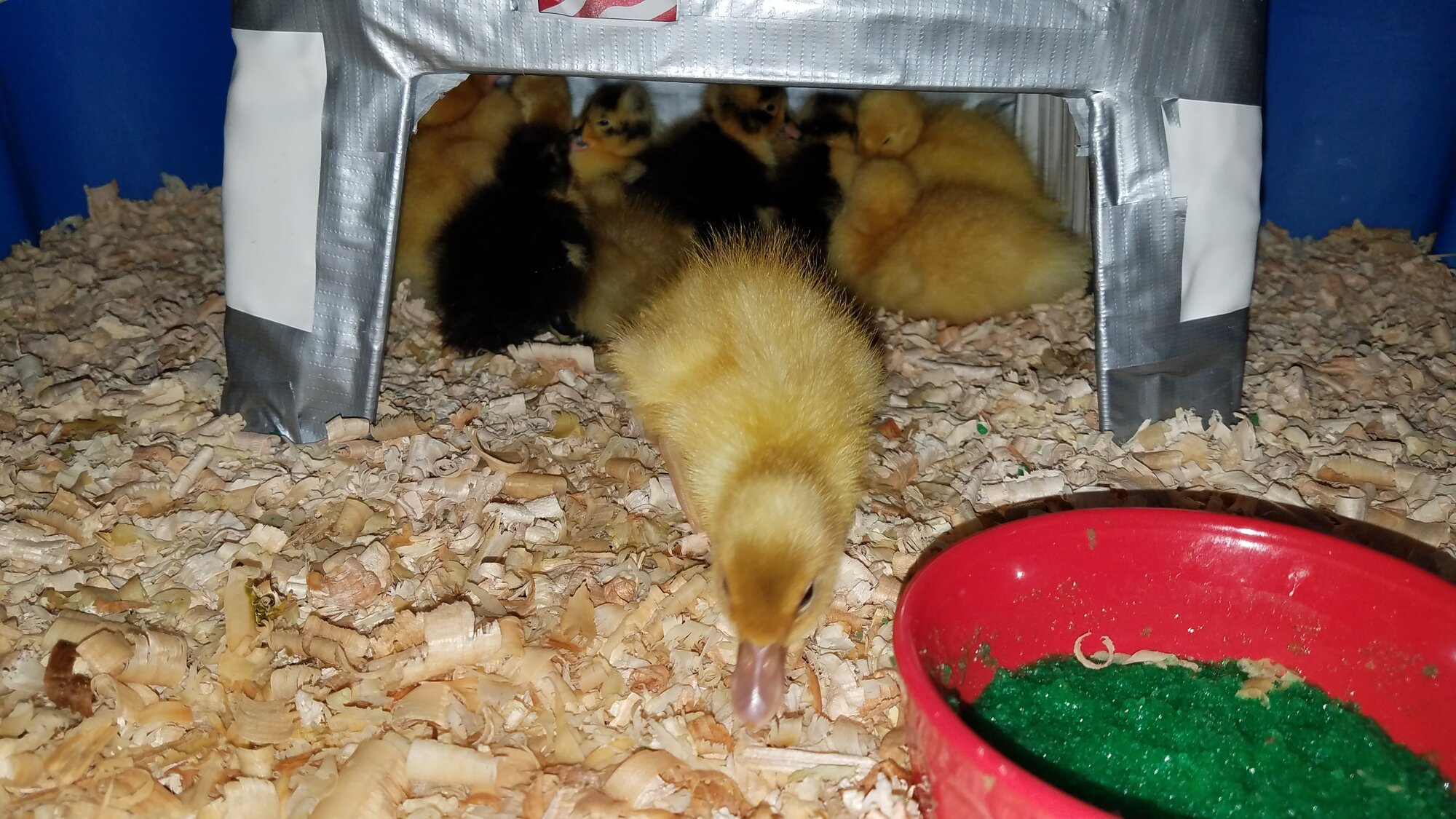 14 ducklings in the heat cave