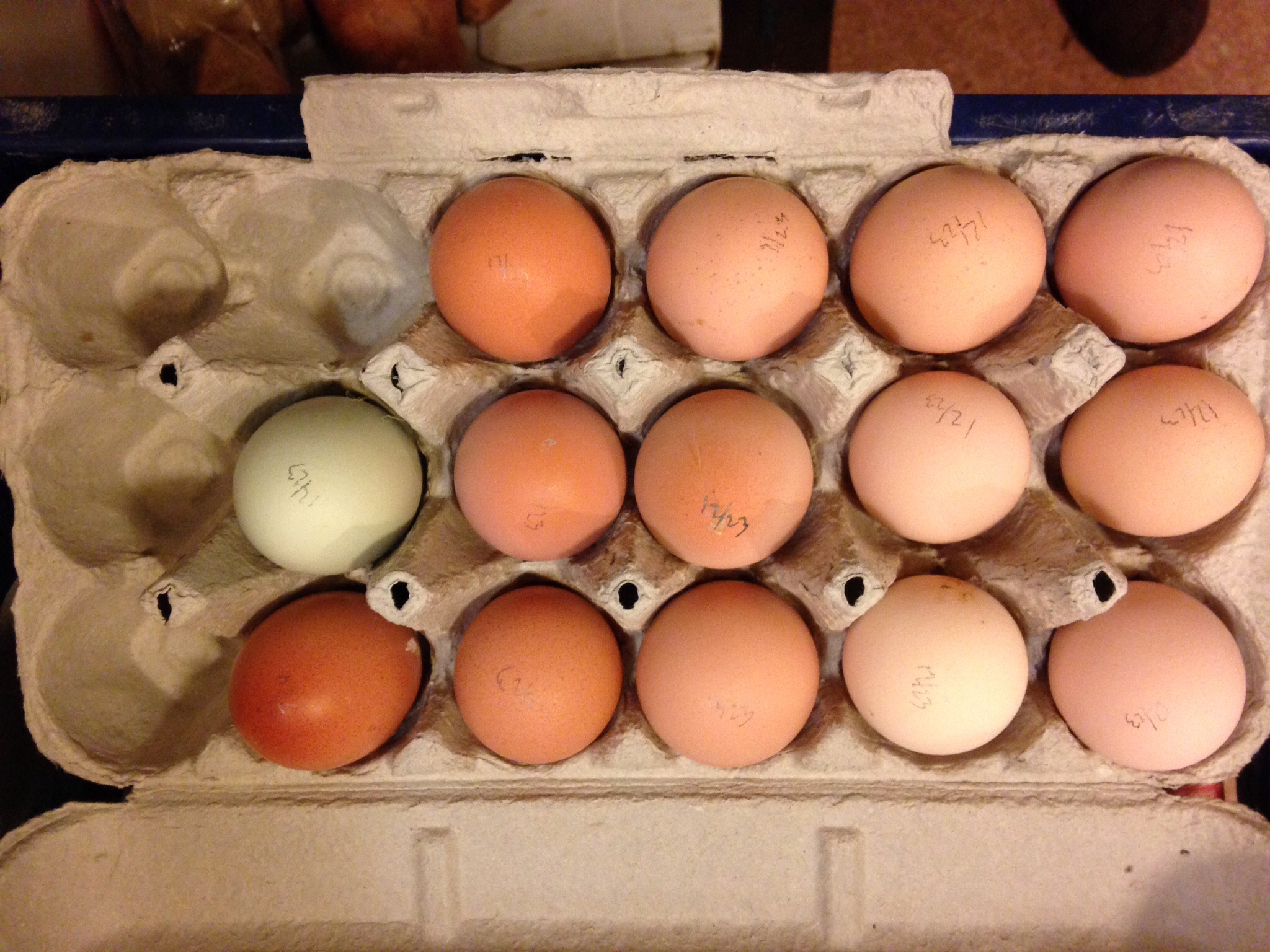 14 eggs laid out of 23 hens -12/23