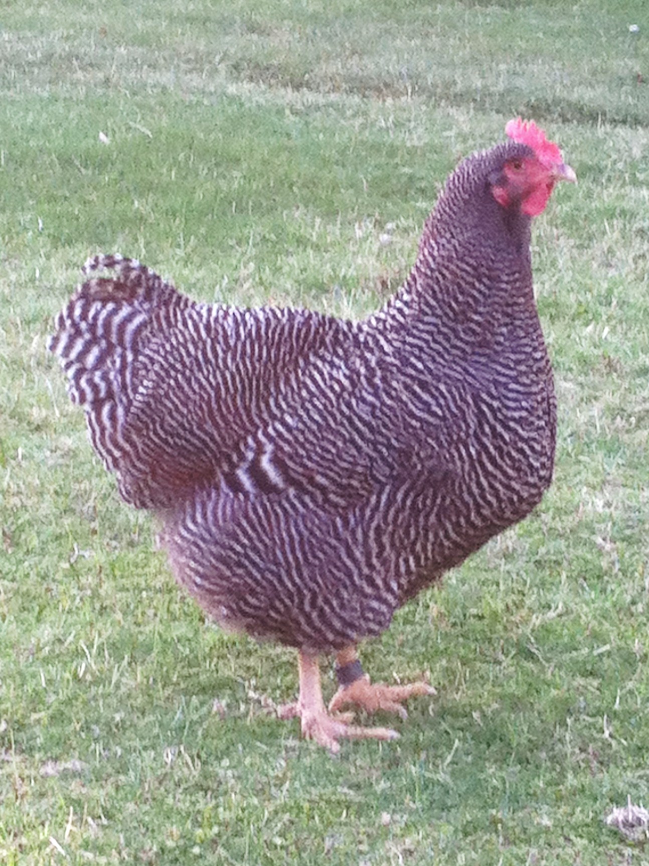 14 month old GSBR hen (Jeremy Woeppel bred)