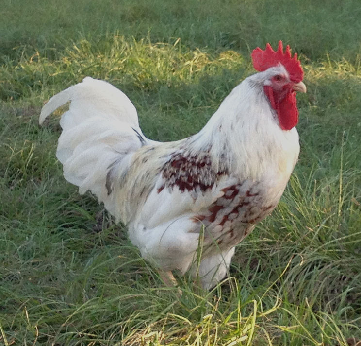 14 month old "splash" rooster