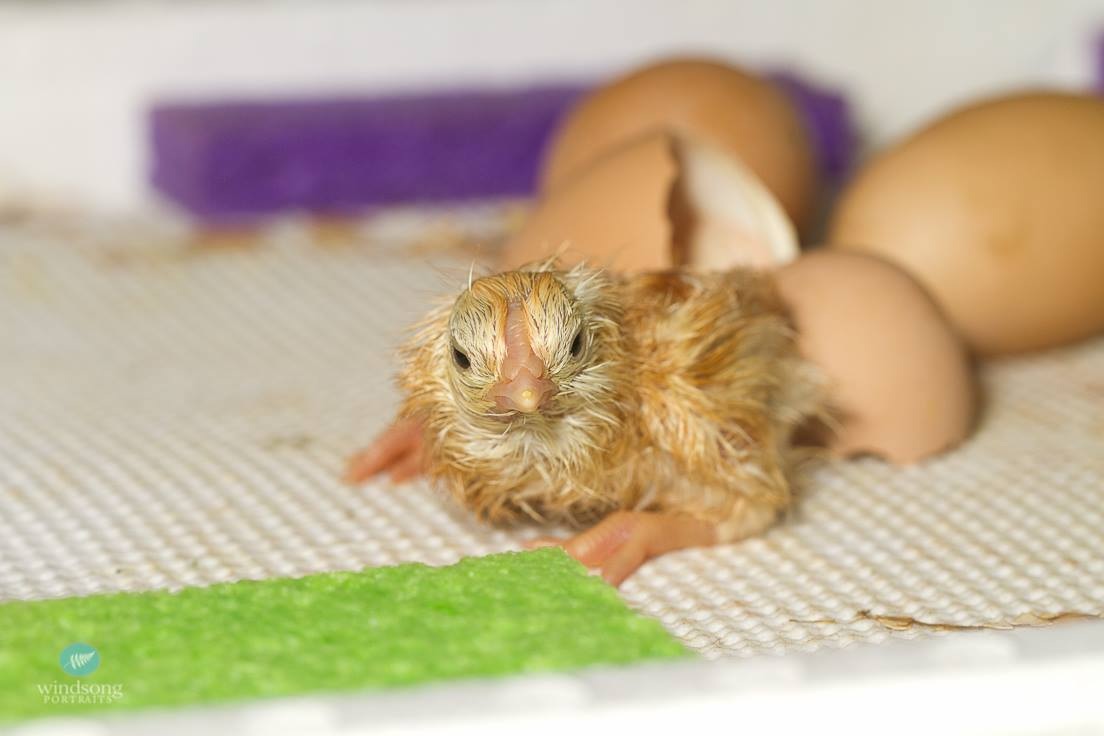 #14 was a help out. Hope it survives as the umbilical cord was still attached the the shell.  Had to cut it off.  Chick was also pipping outfought pointless of the egg.  13 earlier chicks all came out on their own and pipped from the big end of the egg.  Three more eggs inn incubator (probably won't make it as they haven't pipped yet).  It is day #3 since first one hatched.  One died after pipping part way.  Started with 23 but only 18 made it to lock down.