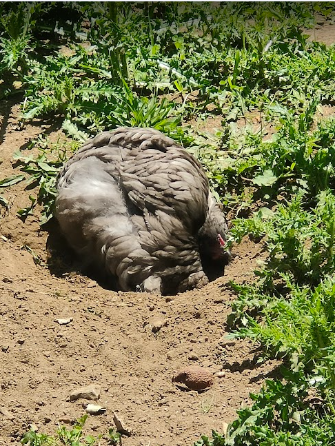 14 week blue orpington dust bathing