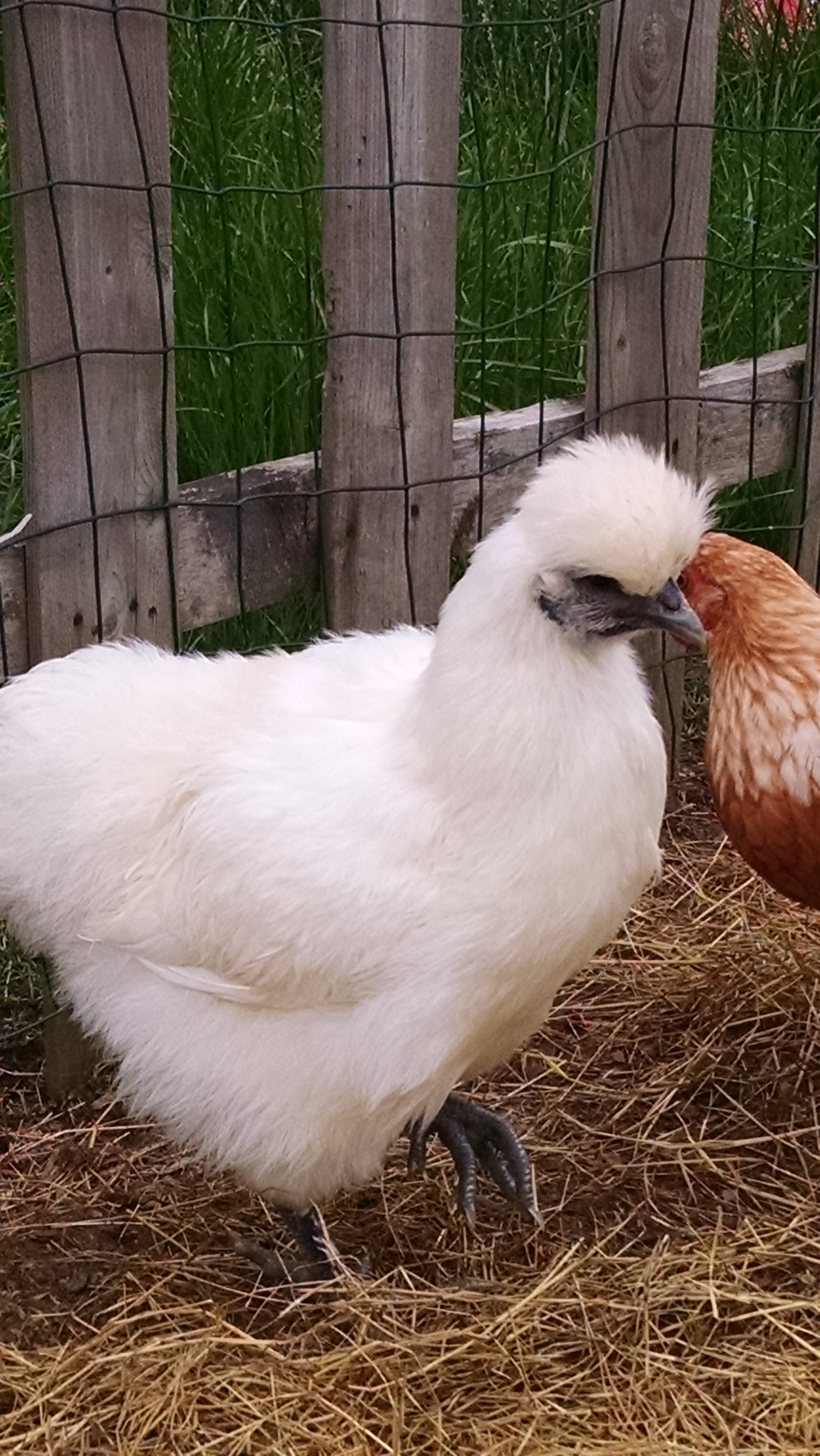 14 week old silkie named Larry. I think its a girl.