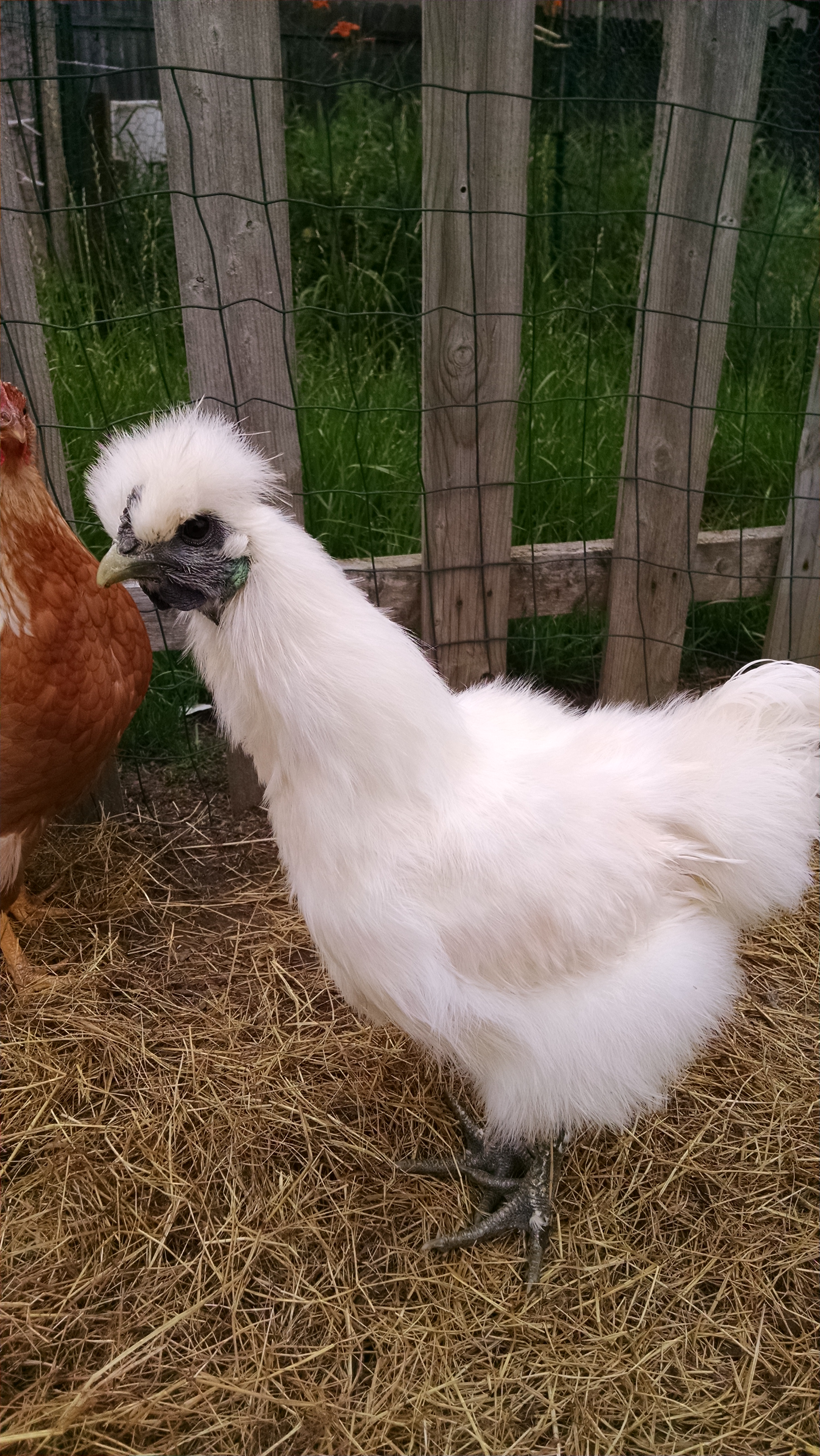 14 week old silkie named Moe, can't tell if boy or girl yet.