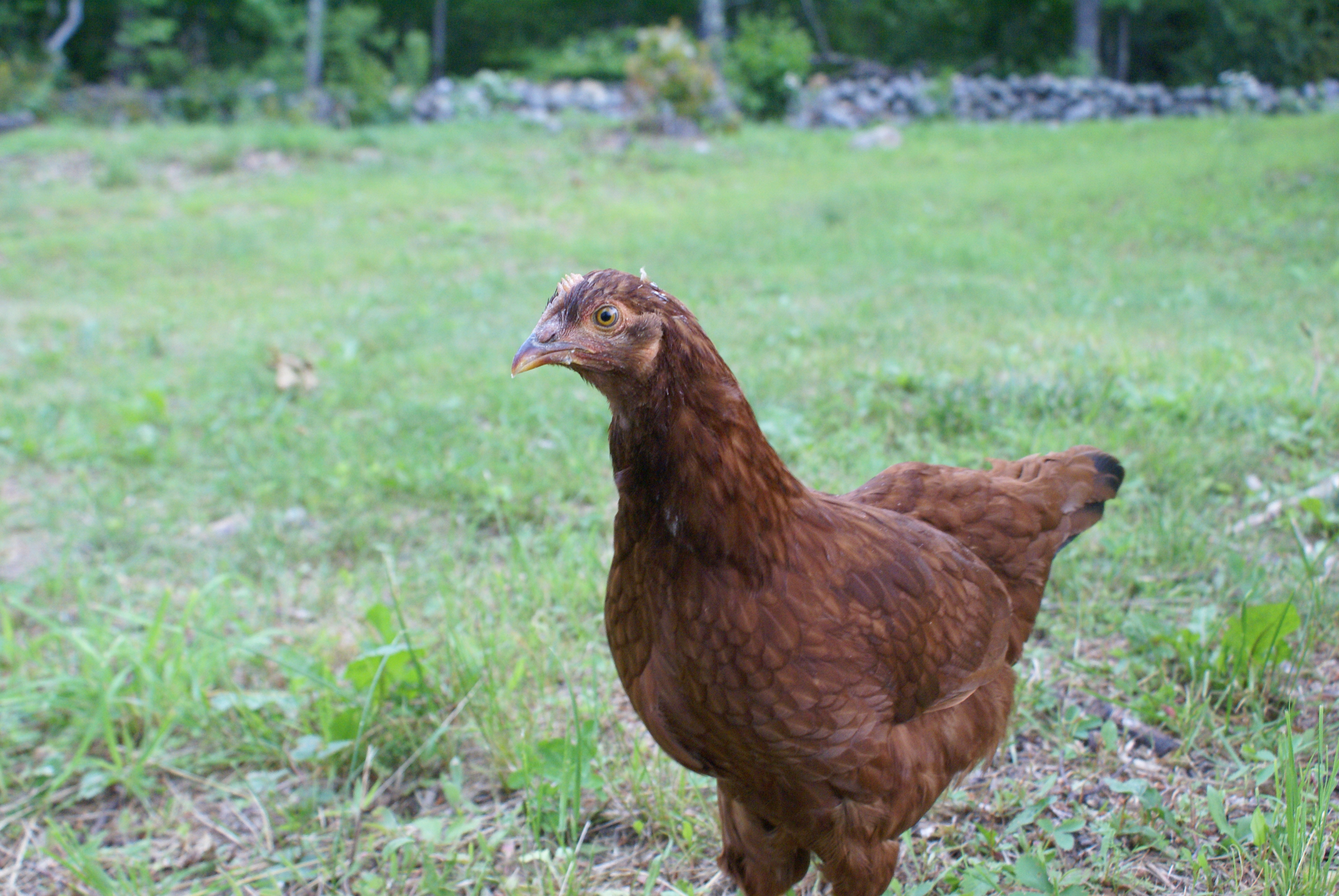 14 week Rhode Island Red