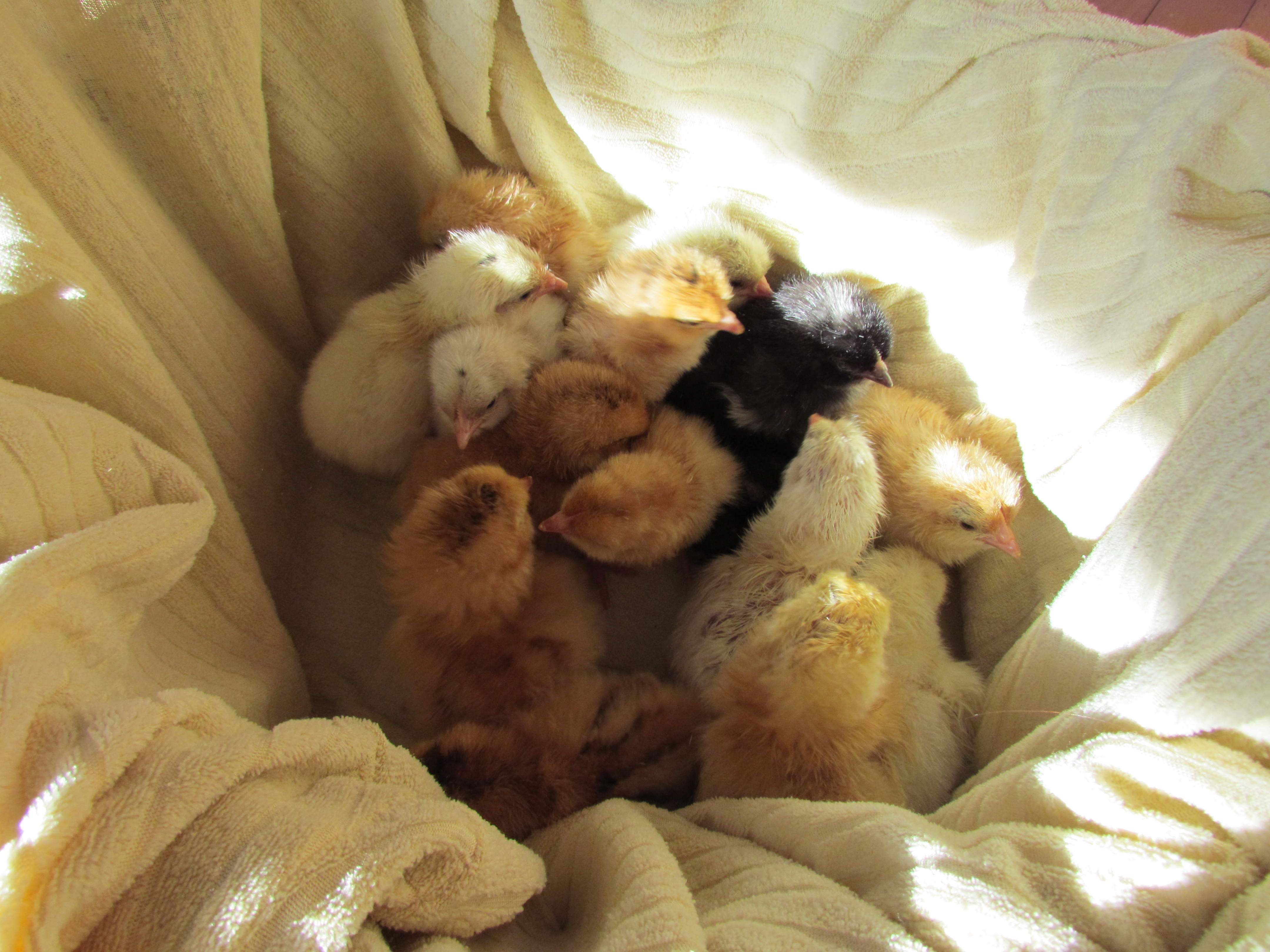 15 chicks that hatched this week a barnyard mix :)