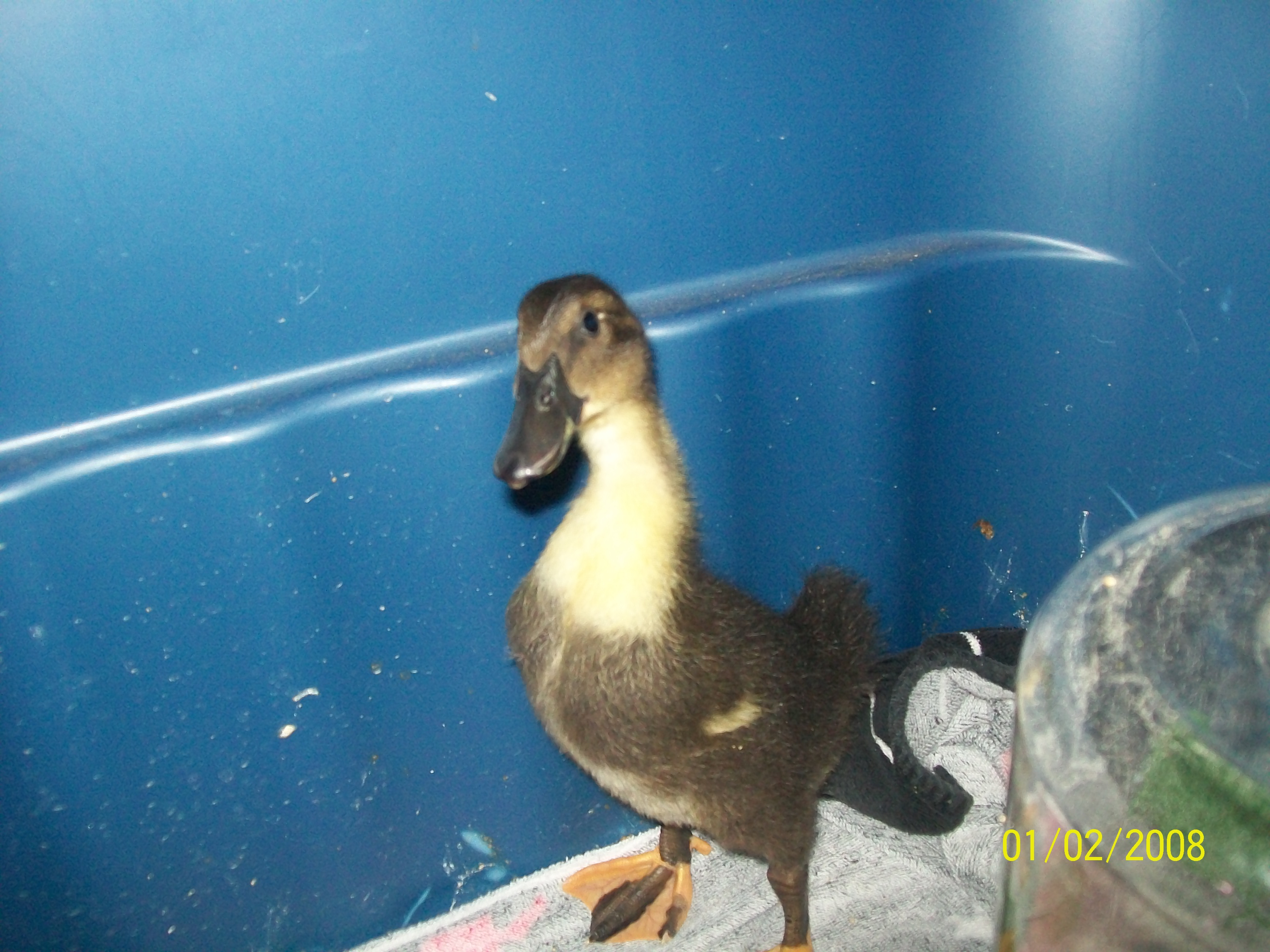 15 days old
