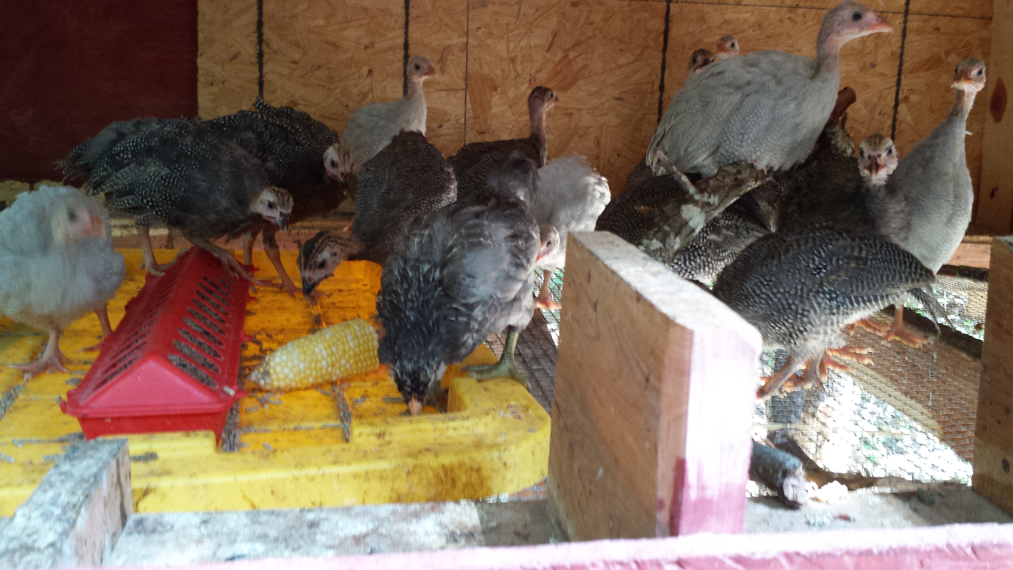 15 Guinea keets , 9 weeks old and ready to free range!
They are just sounding like adult Guineas now.