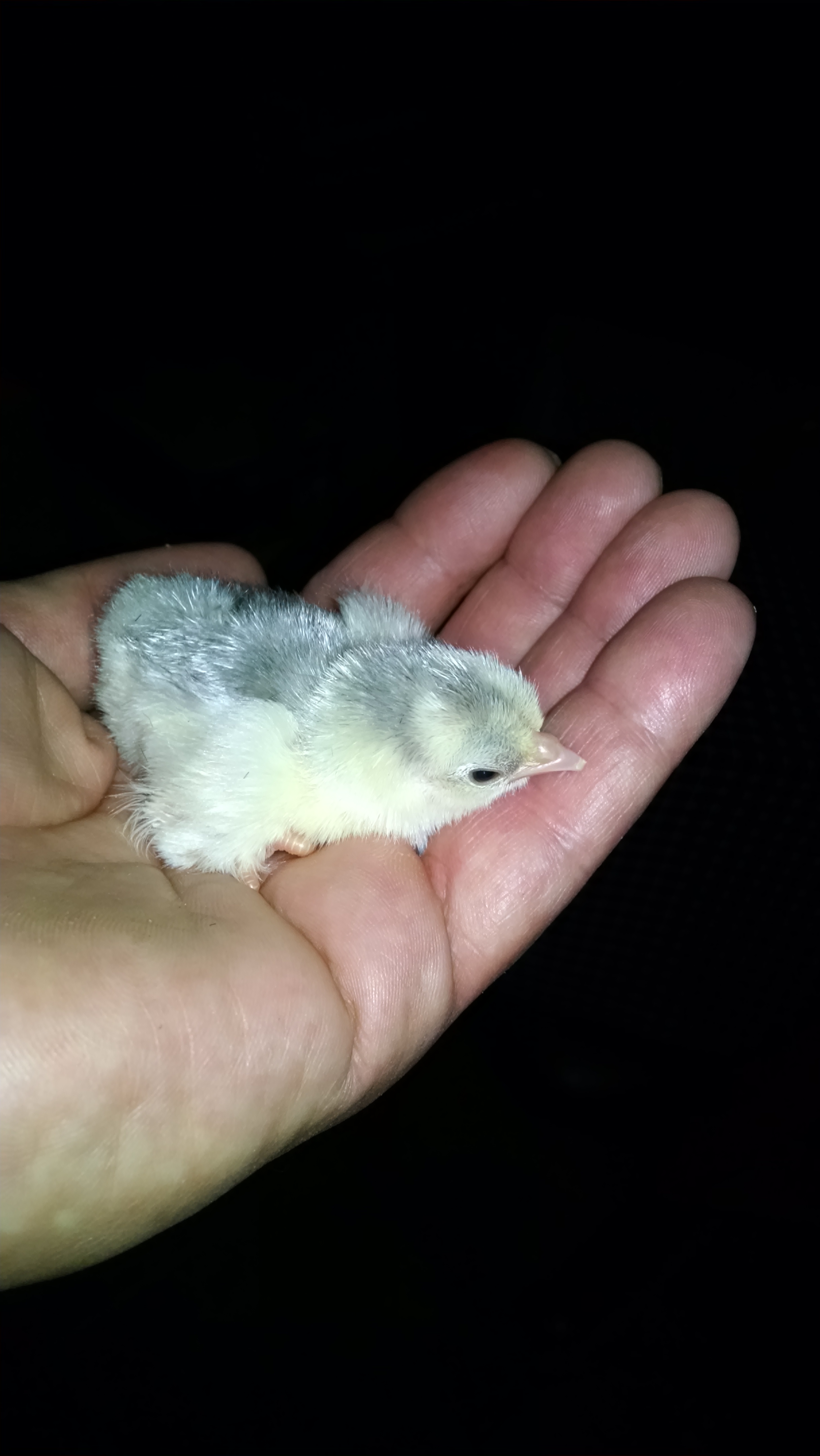 #15-Hatched... #9-Platinum. :-)