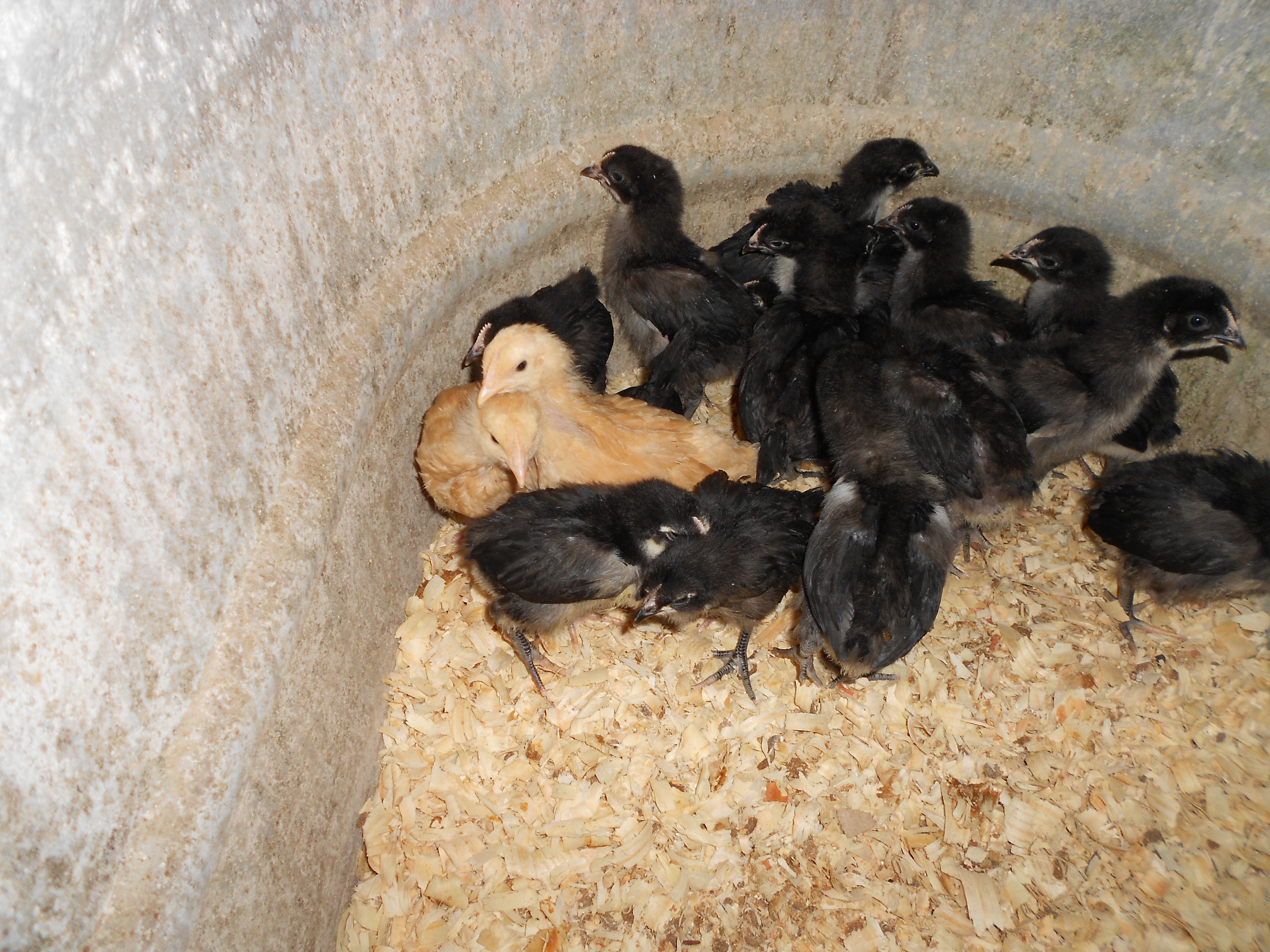 15 lilJersey Giants and 2 Buff's about 3 weeks old
