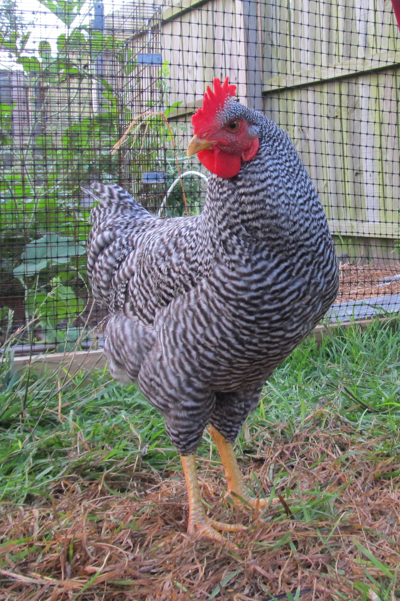 15 Week Old Barred Rock Rooster