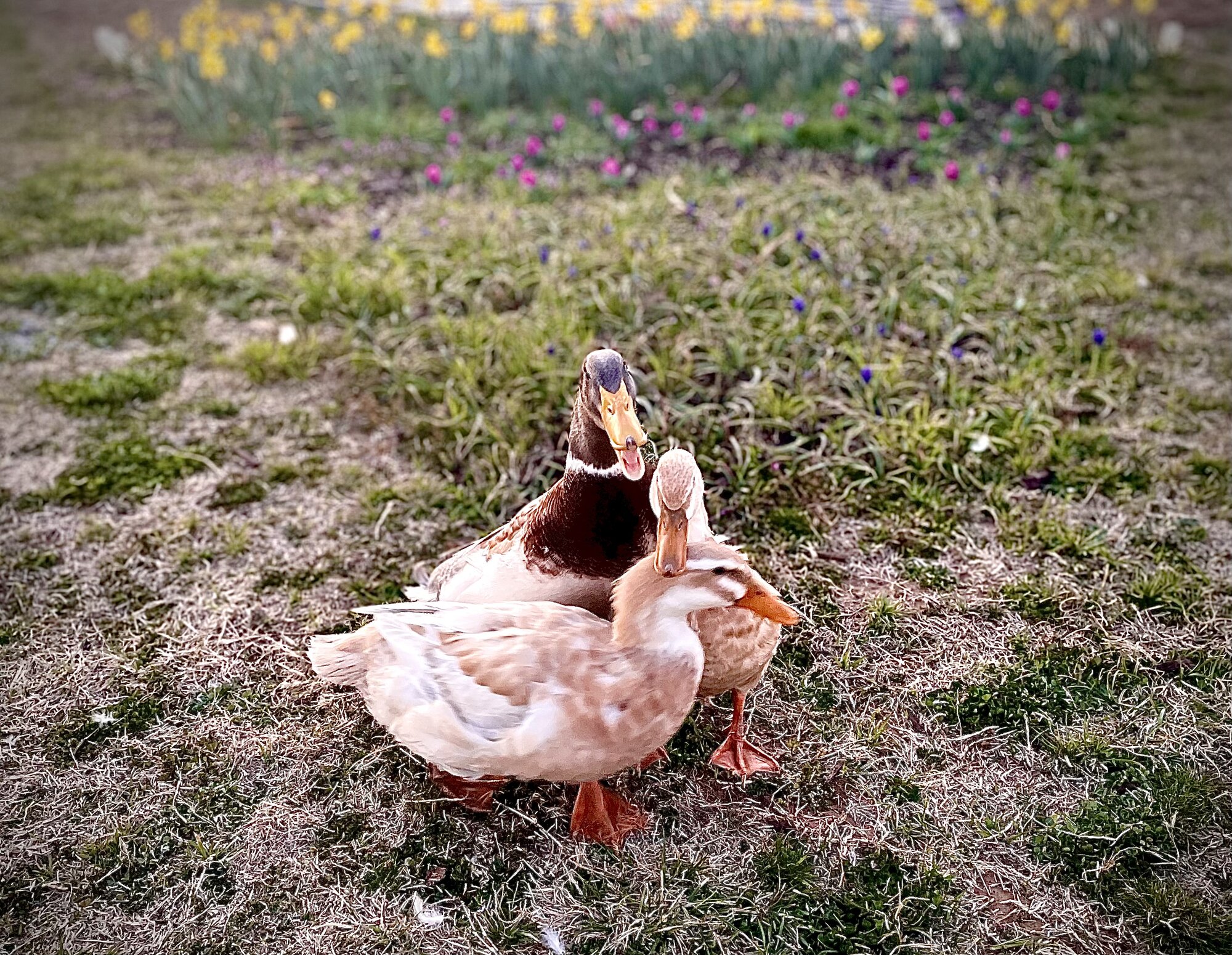 15048727-1C69-4480-894E-5E842CCBBF2E.jpeg
