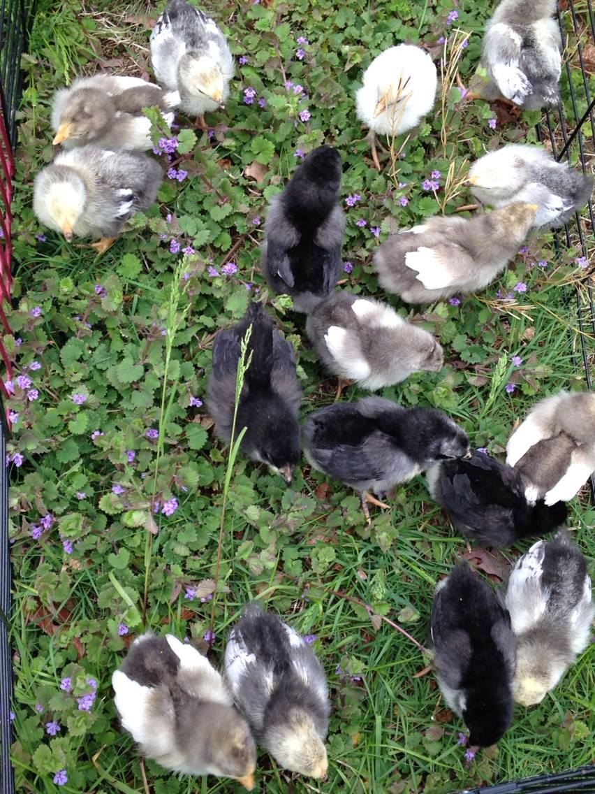 *16 chicks from Murray McMurray. 5 Black Jersey Giants, 5 White Jersey Giants, 5 Light Brahmas and one Mystery Chick. They are about 1 week and 2 days old here.  Picture taken May 3, 2014.