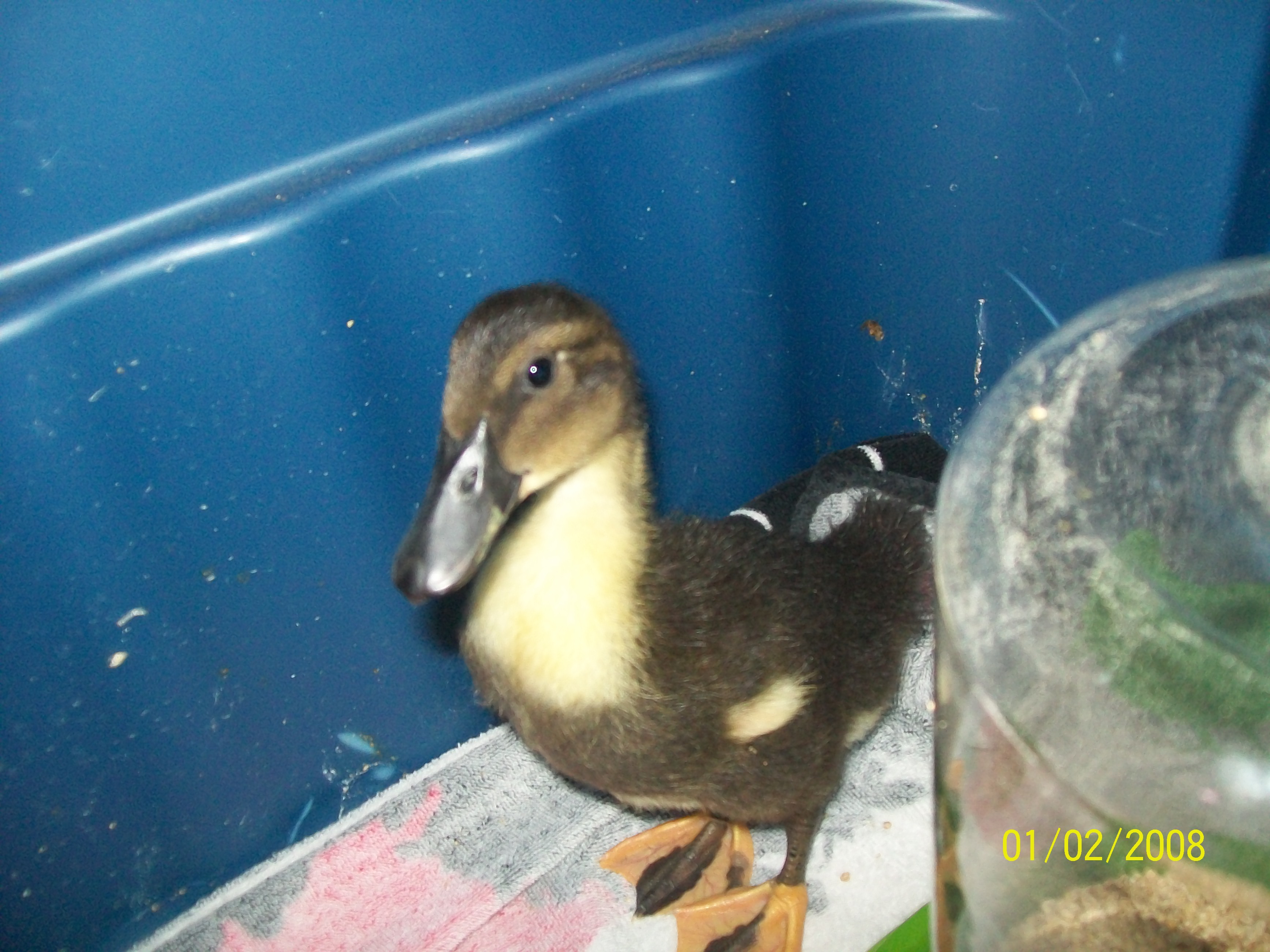16 days old!