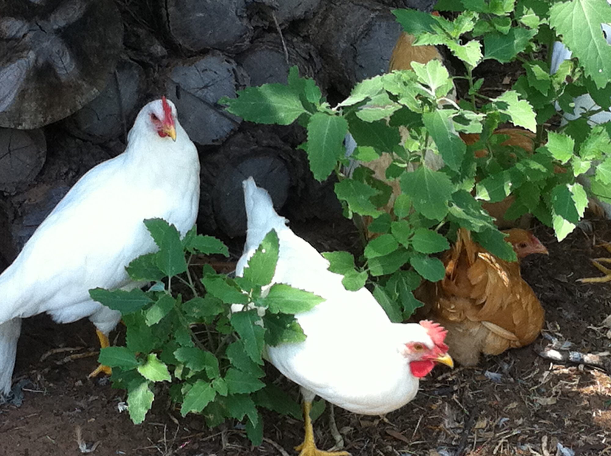 16 weeks old today. The girl in the front has a really developed comb and waddle!