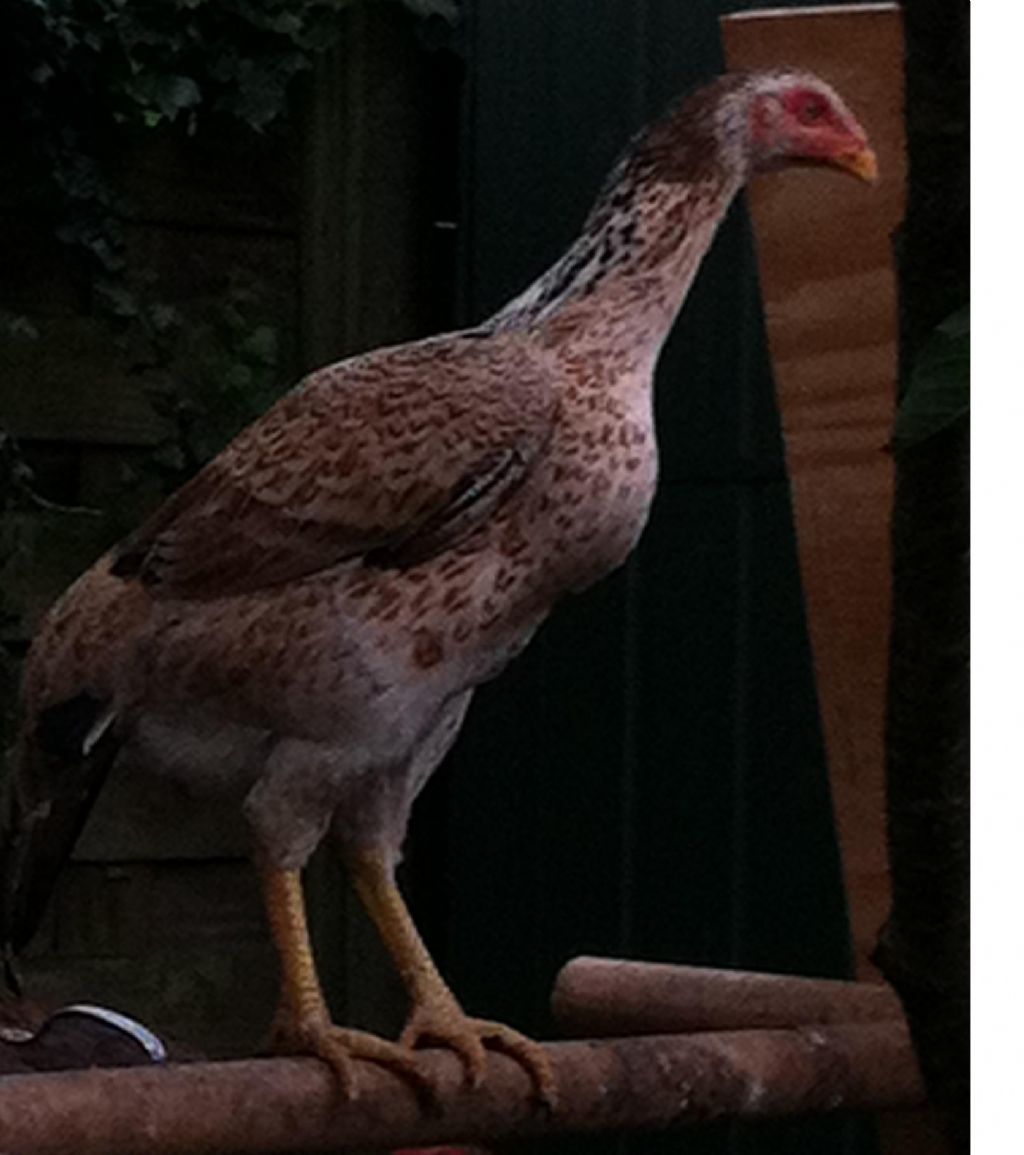 16Month Thai. *Leah II