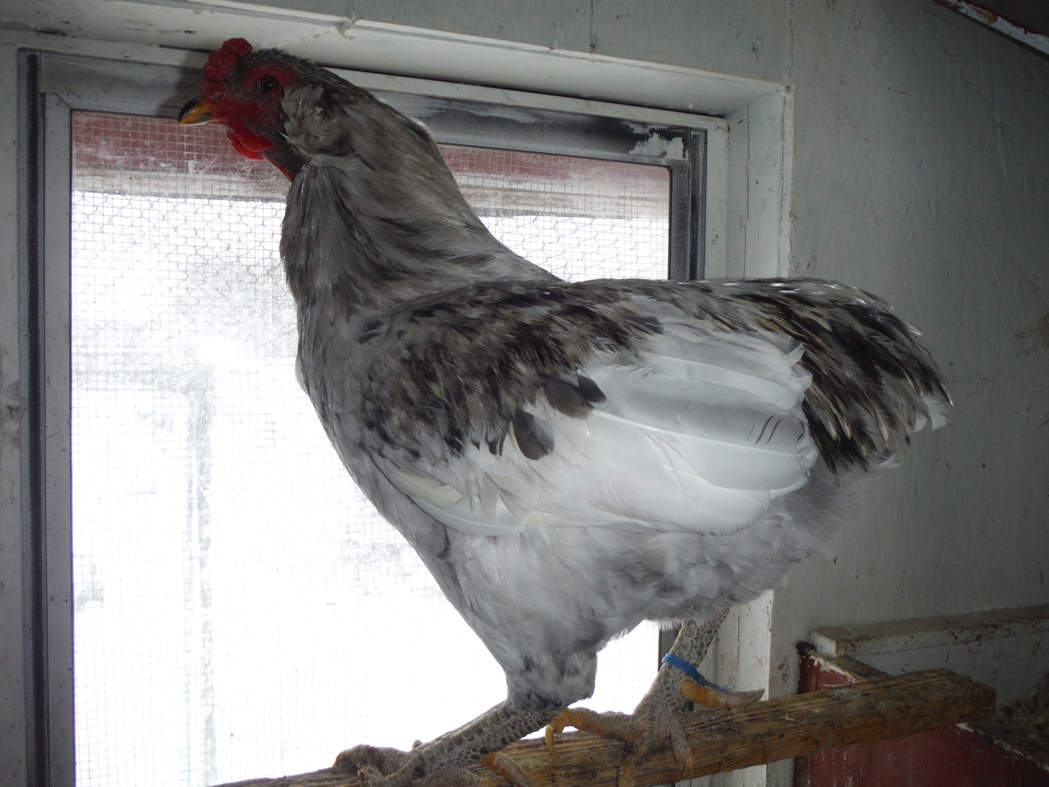 16th bird, rooster. My main man! Love him!