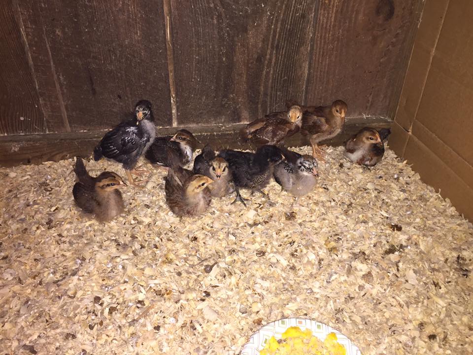 17 Days.
Front row, left to right: 2 Welsummers, 3 Easter Eggers? (black chick is middle was supposed to be a Barred Rock)
Back row, left to right: Silver Laced Wyandotte, Speckled Sussex, 2 suspected Rhode Island Reds, Welsummer