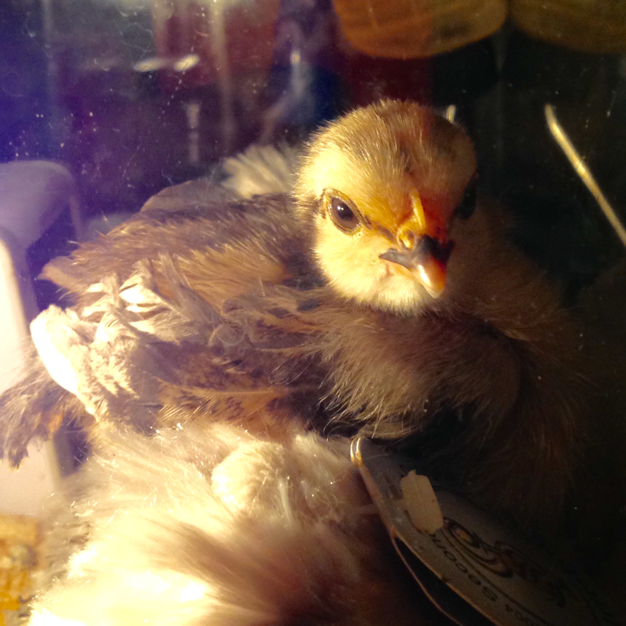 17 days old!