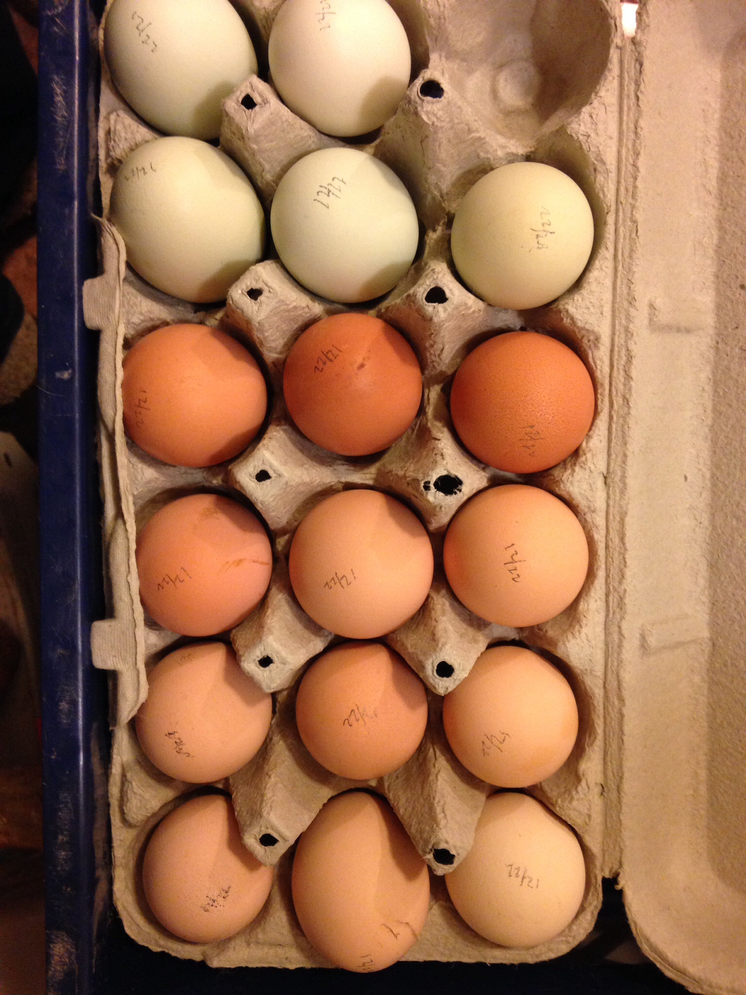 17 eggs out of 23 hens laid 12/22/14