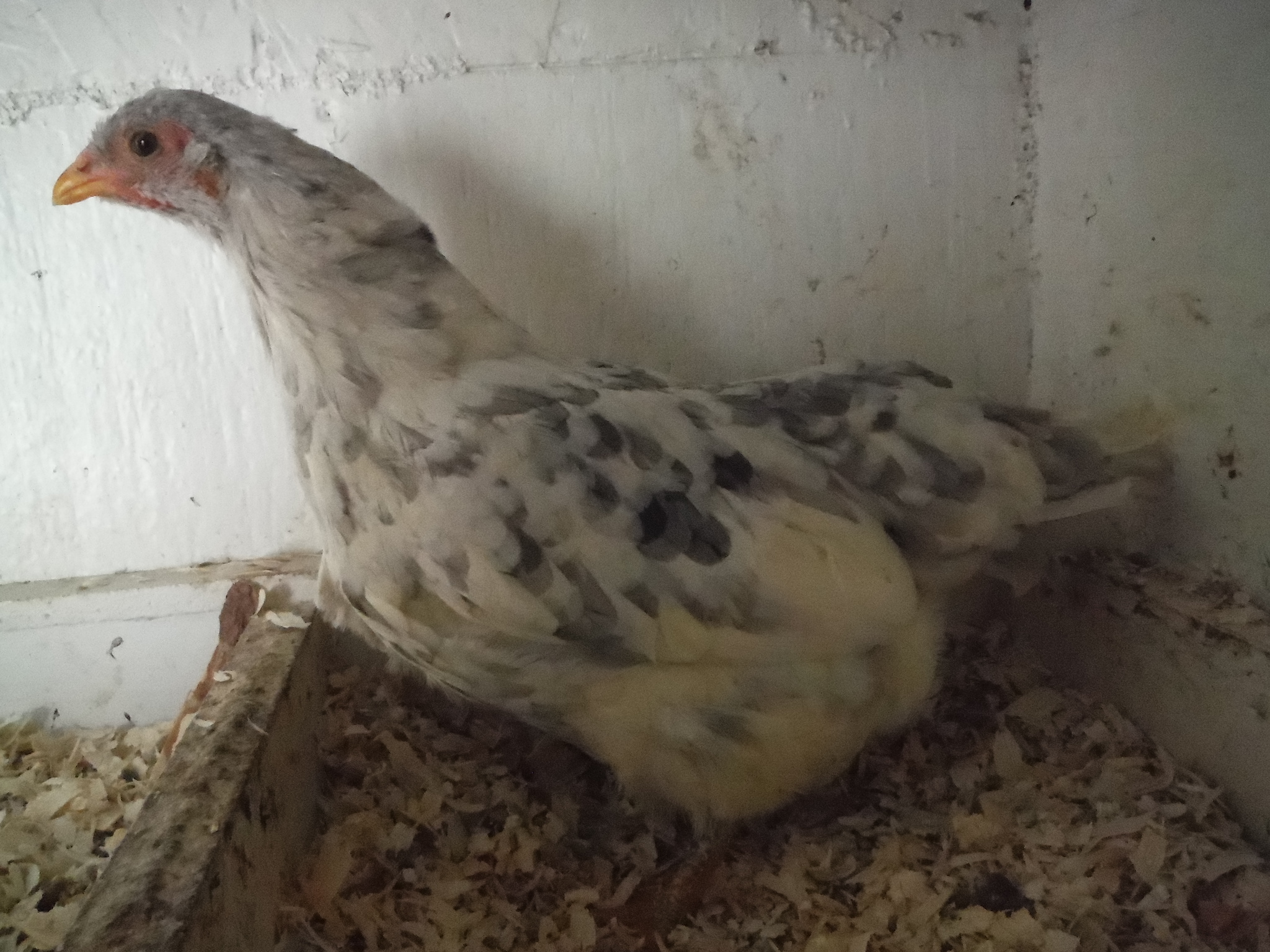 17th bird. Pullet. Tailed/tiny tufts. Will be let go.