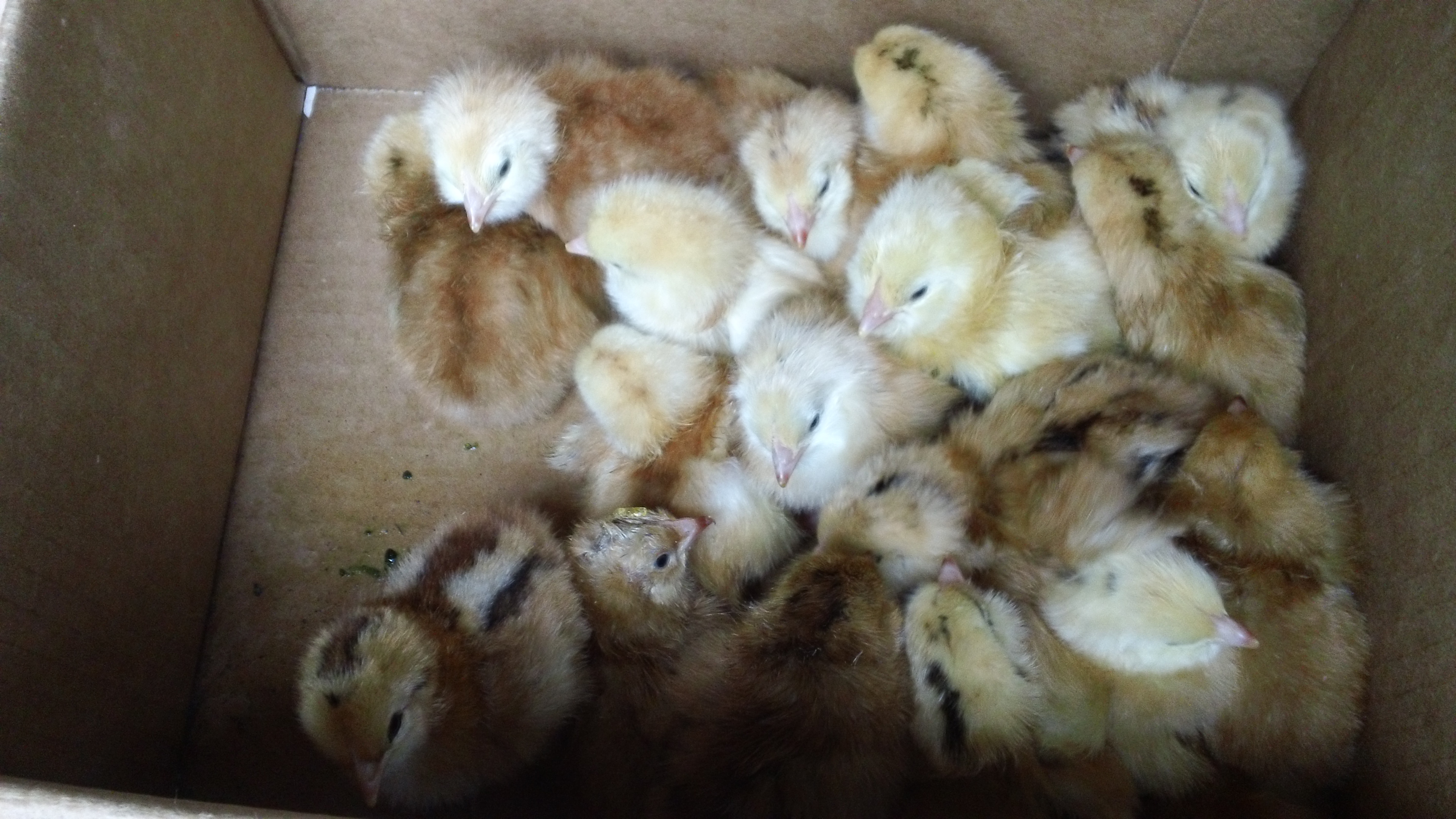 18 Blue-Tailed Red x Production Red {6}