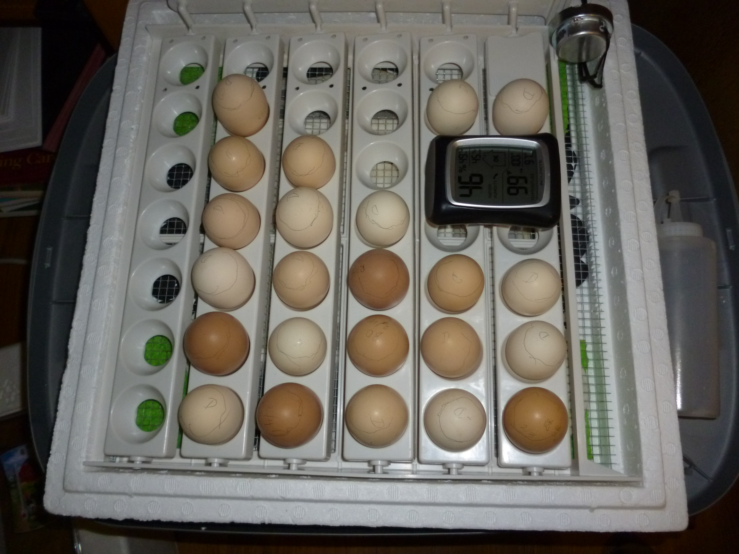 18 Dorking and 5 Mixed breed eggs before lockdown
