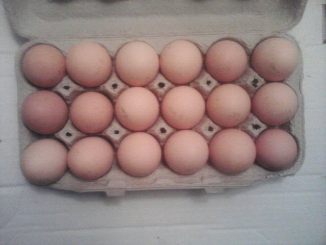 18 eggs from my barnyard mix birds.