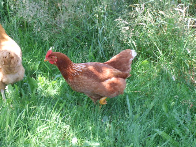 18 week golden sex link, 1.7Kg. Started laying 5 days ago, has laid every day since eggs started at 36grams now at 42g. Very nice polite bird, semi-flighty but tame, tied for bottom of pecking order, smallest in flock.