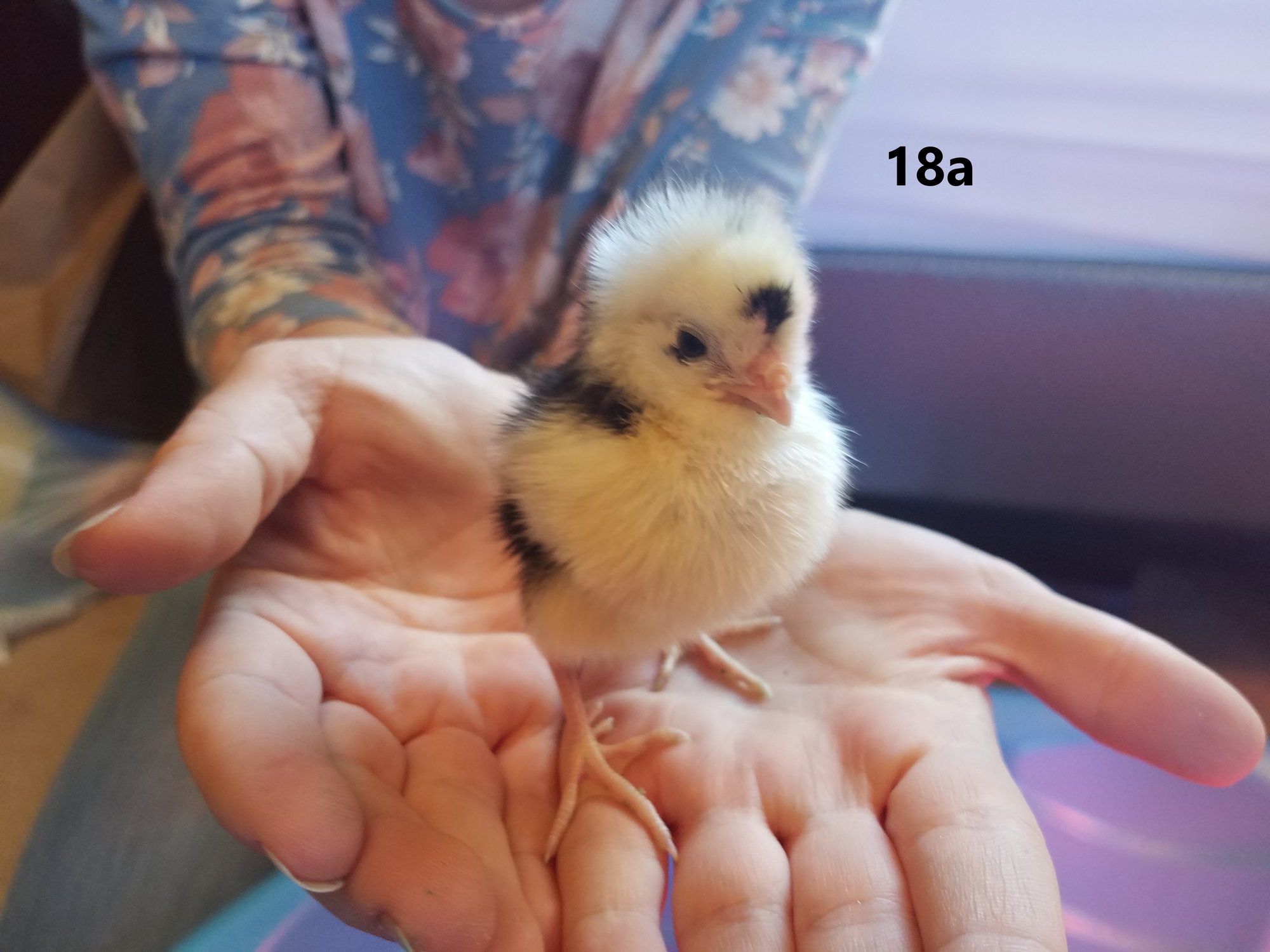 18a