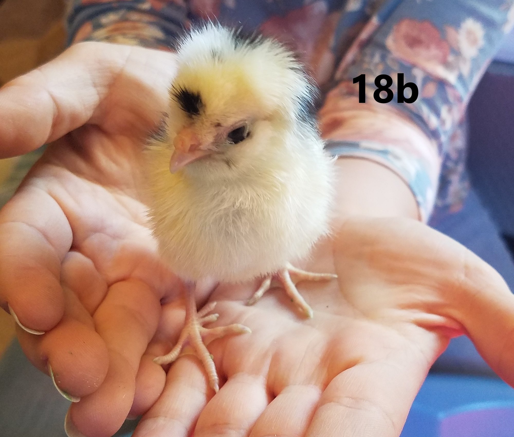 18b