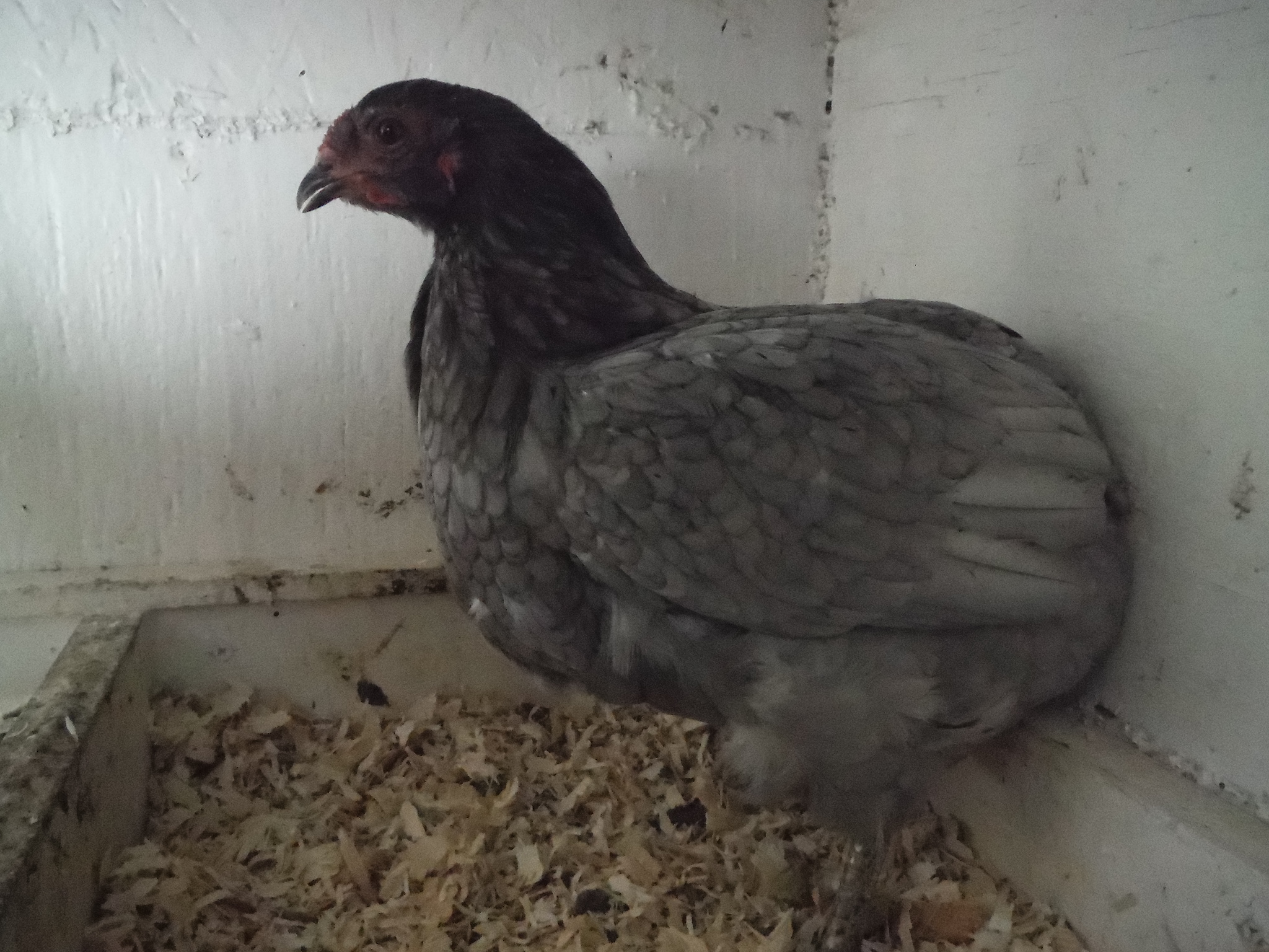 18th bird, hen. Cleanfaced/rumpless.