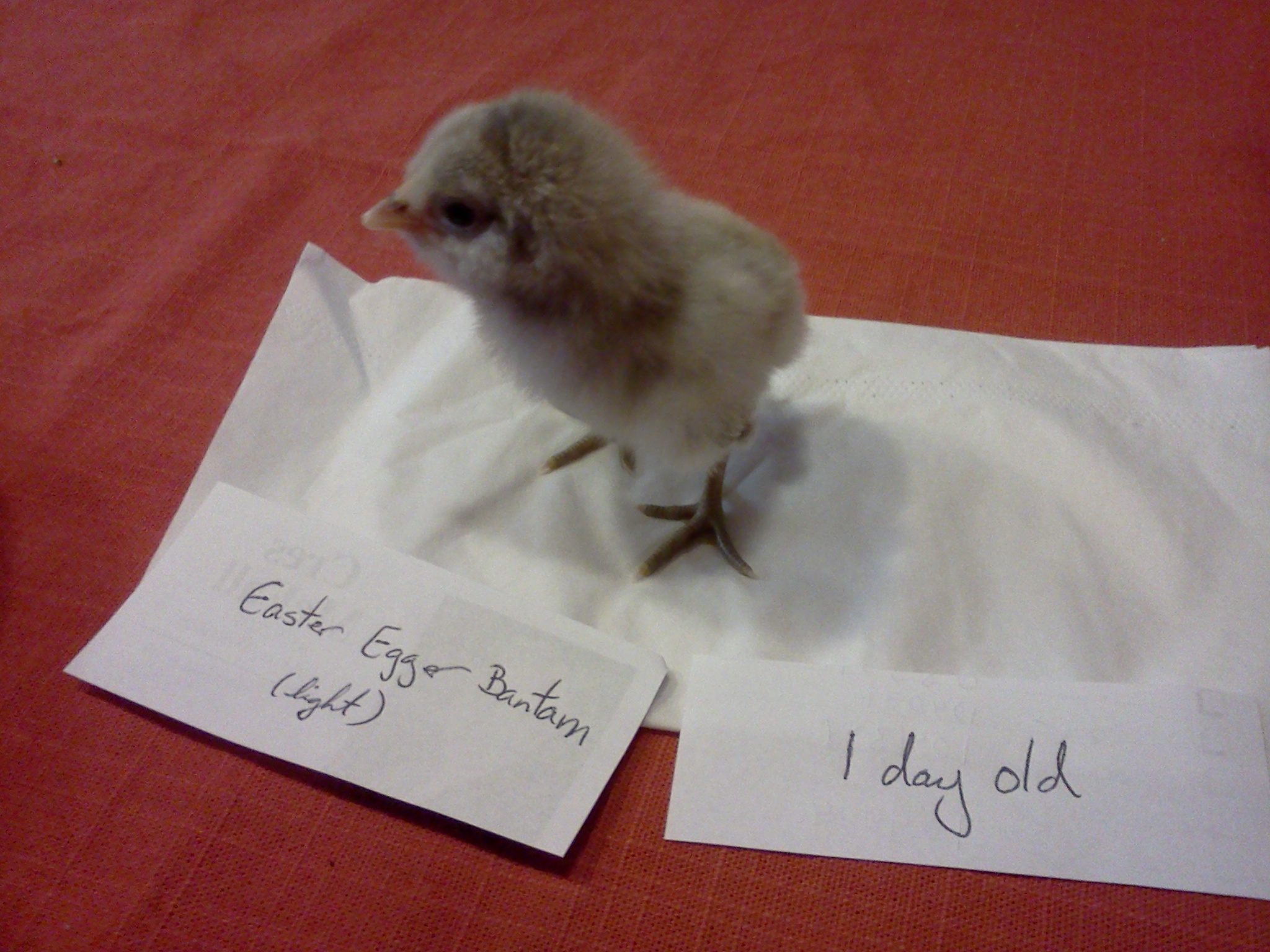 19 grams, 1 day old, easter egger bantam.  
Edith.