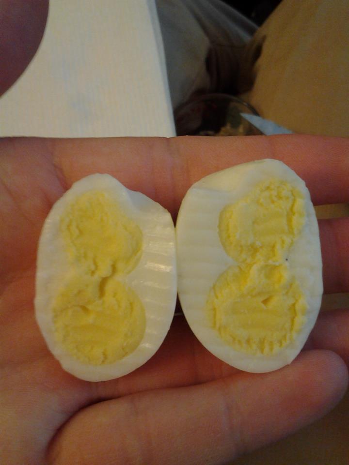 19g double yolk quail egg!