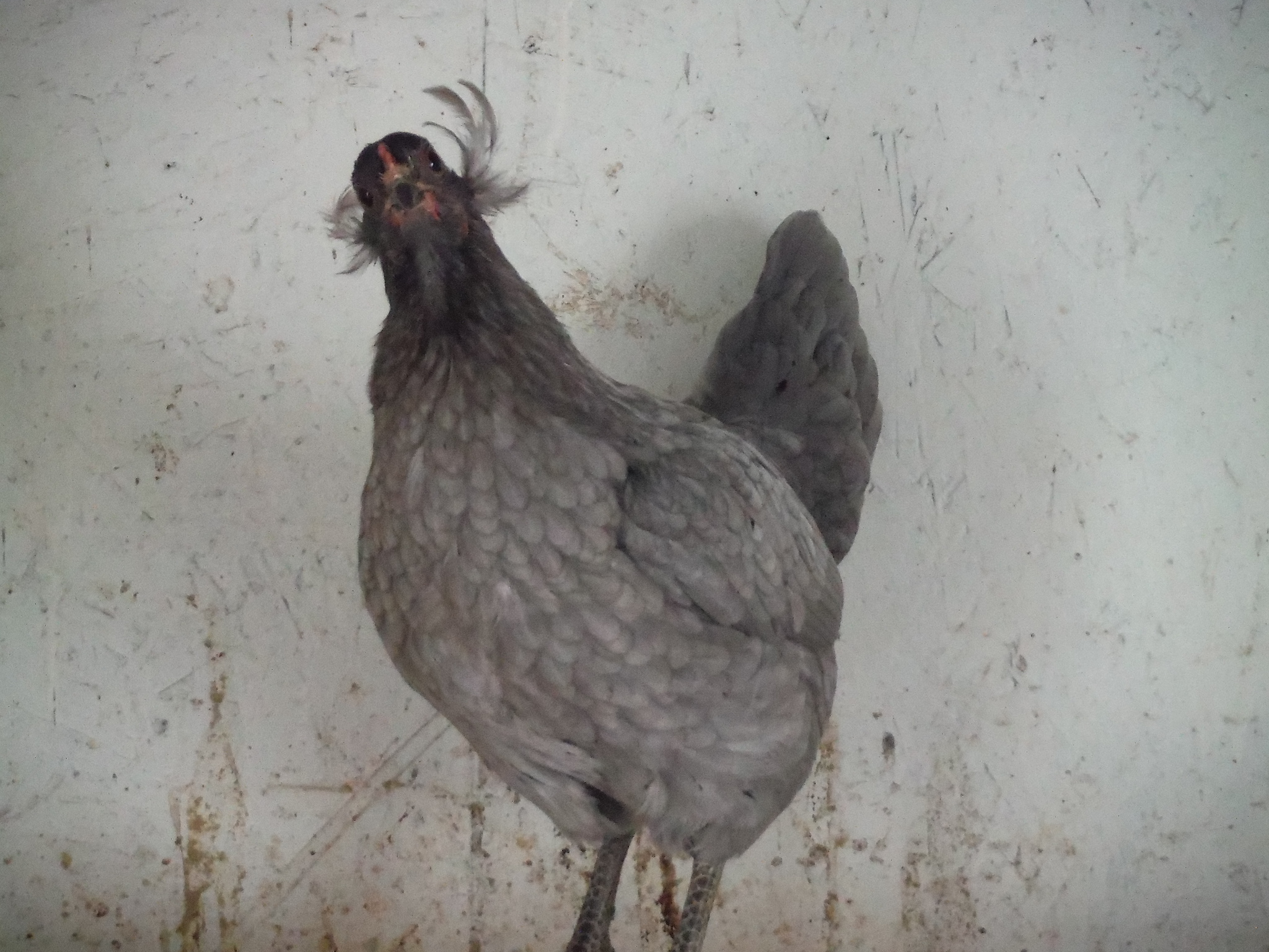 19th bird, hen. Tufted/tailed. Will be let go.