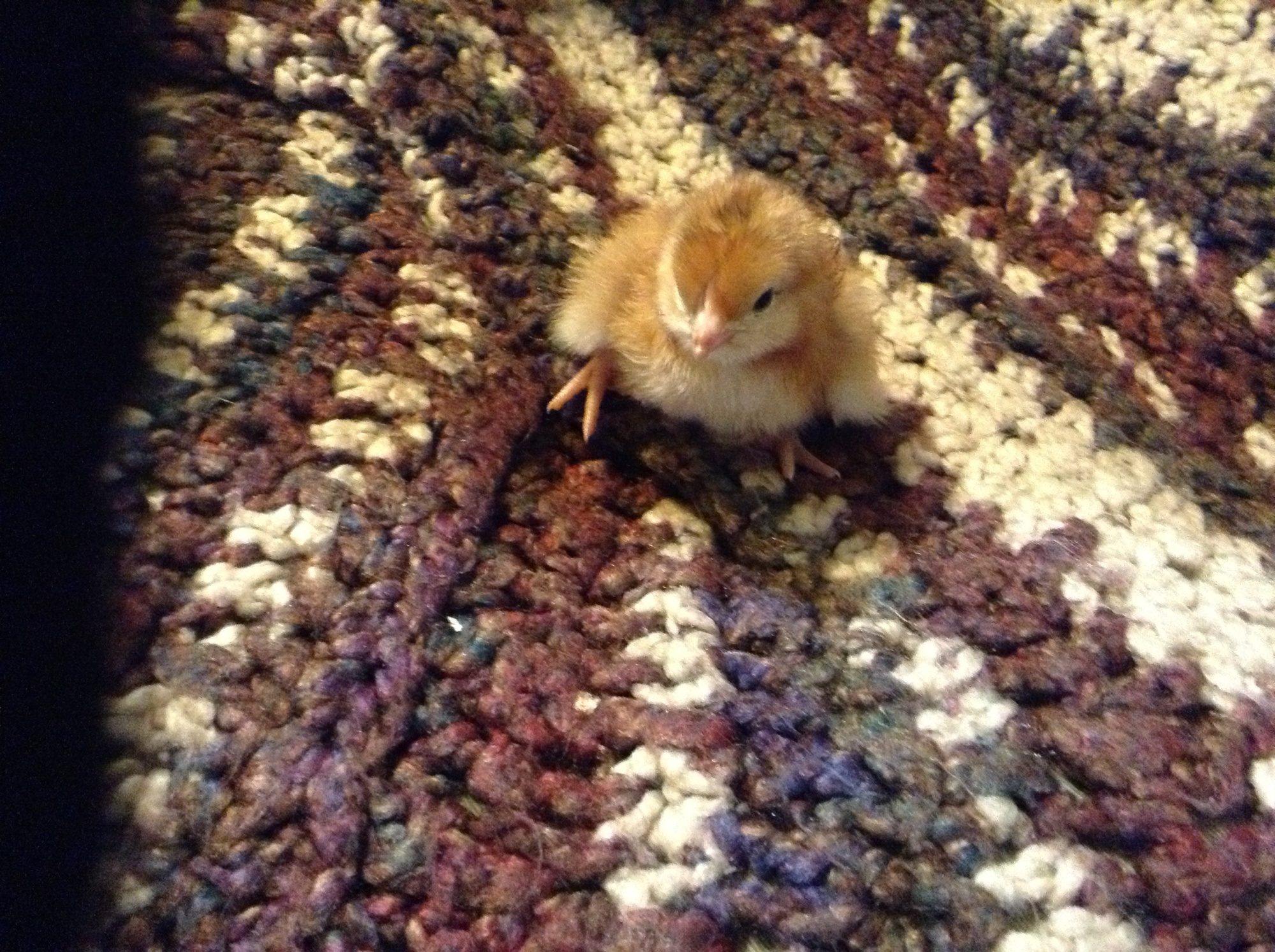 1day old Rhode Island Red photo shoot.