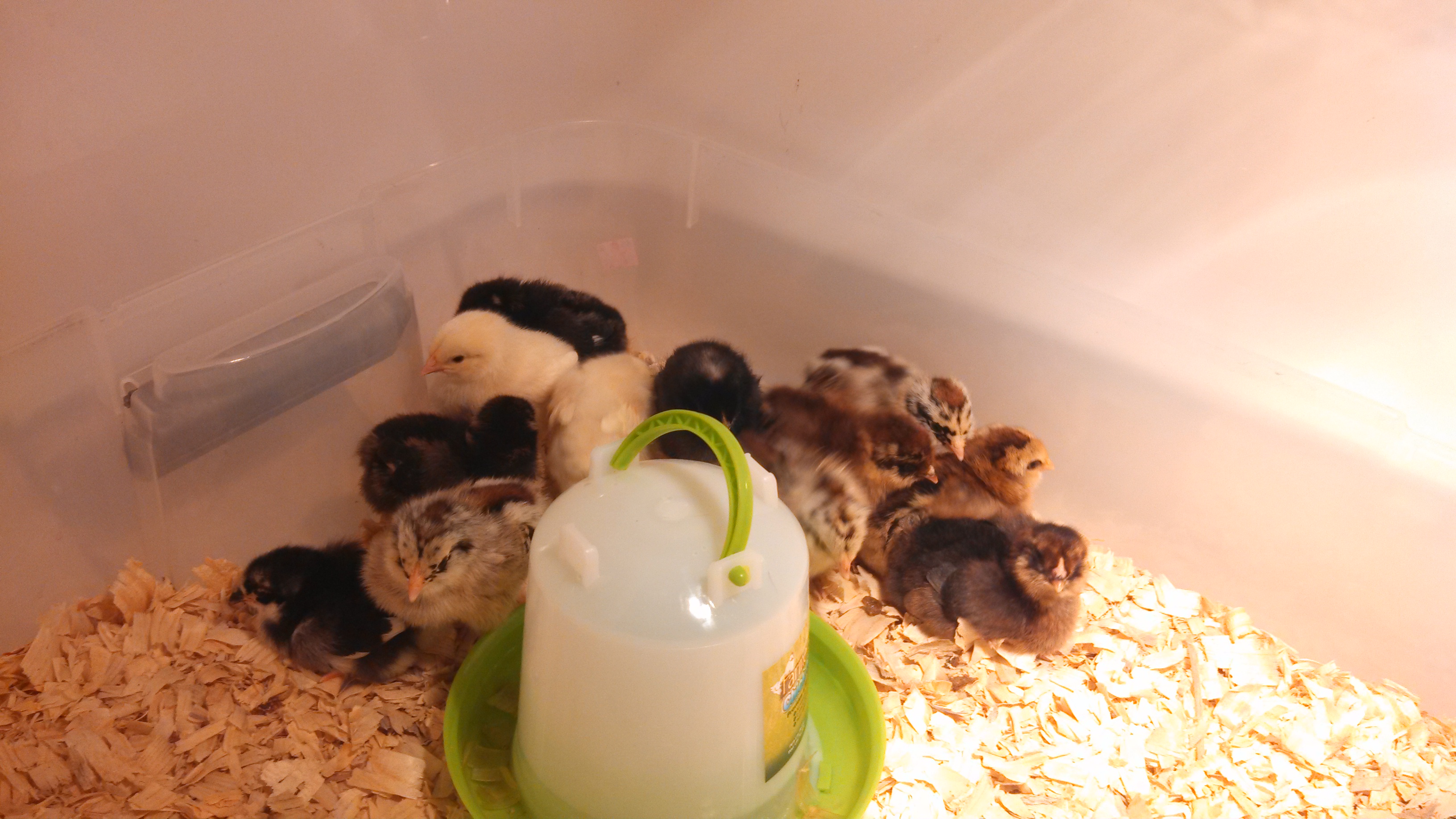 1dt chick photo march 1, 2014